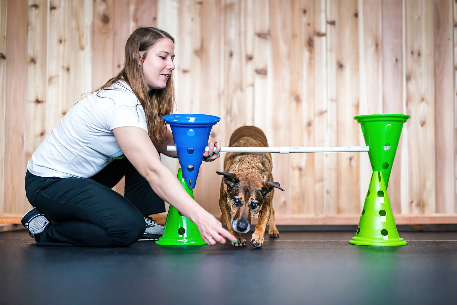 Woman and dog participating in an agility training activity indoors, with colorful cones and a wooden wall background.