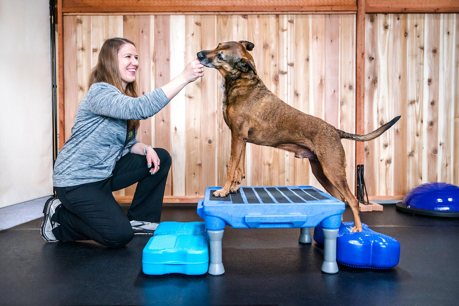 Woman kneeling and smiling at a dog standing on a blue platform, in a room with wooden wall, training equipment present.