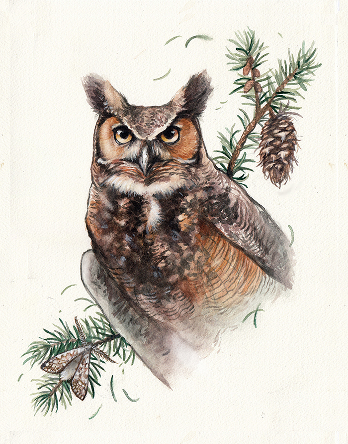 Realistic owl with detailed feathers, surrounded by pine branches and pinecones, on a white background.