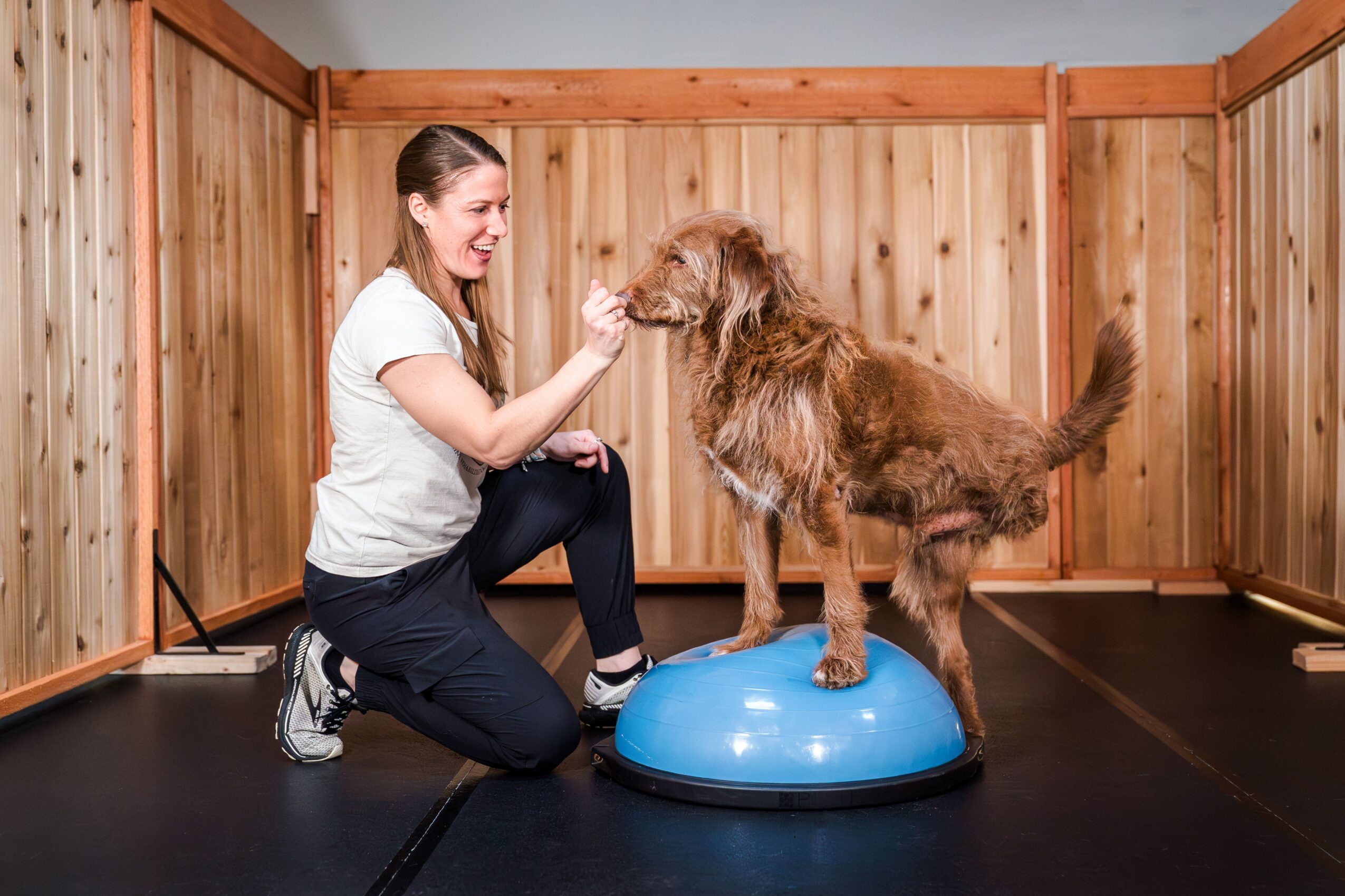 Woman kneeling and playing with a dog on a blue balance disc inside a wooden-fenced room.
