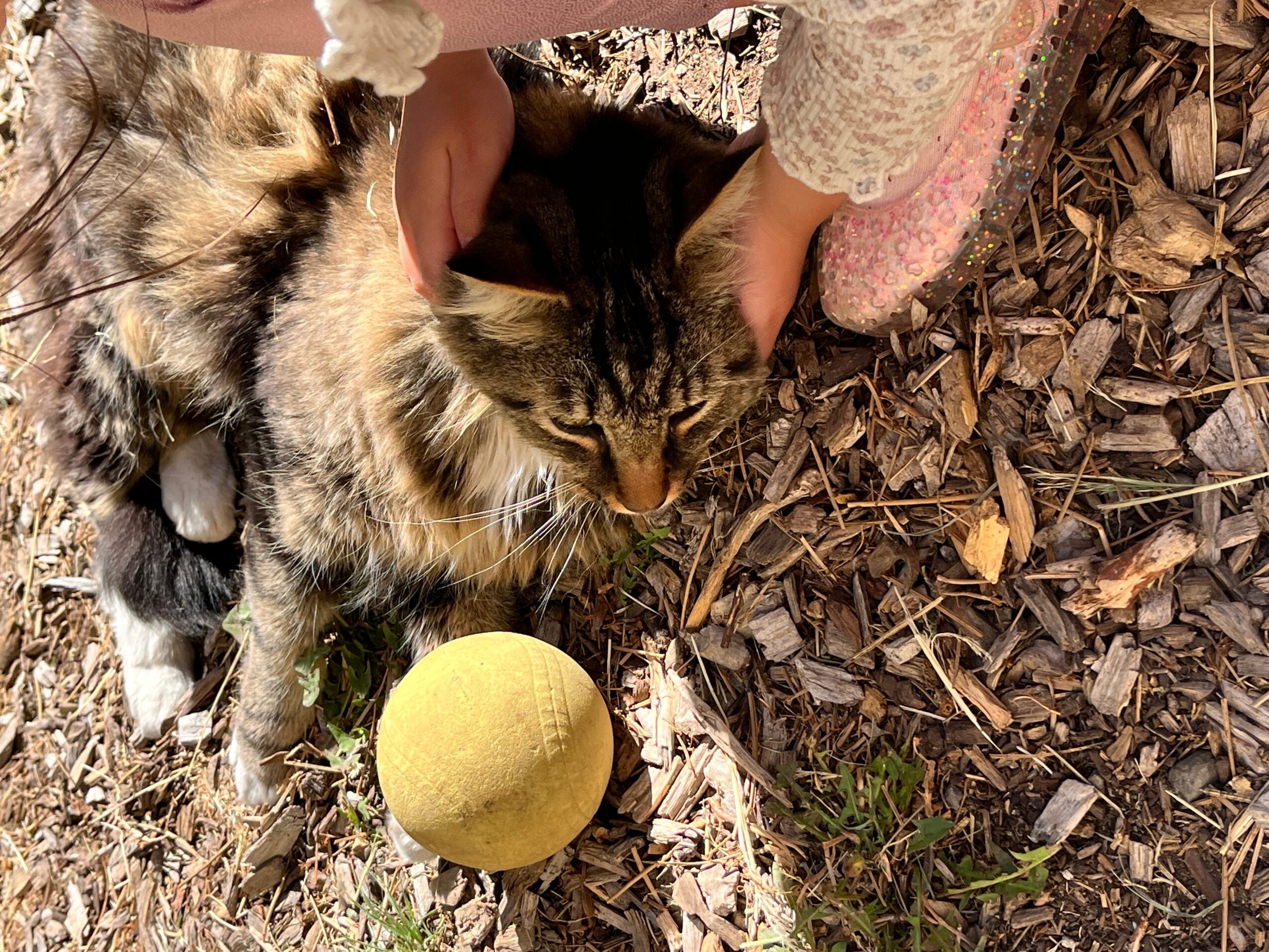 Person petting a tabby cat outdoors near dry leaves and grass, with a yellow ball nearby.