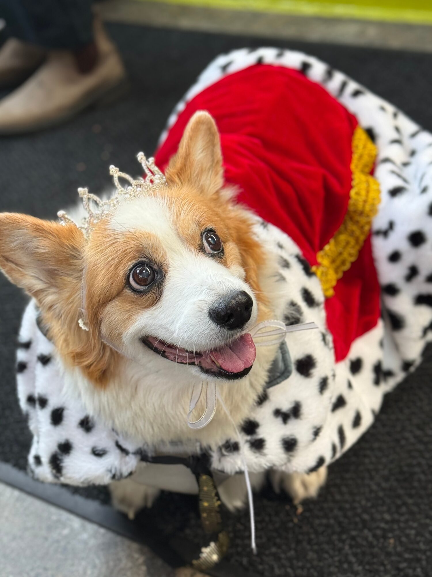 Dog wearing a red and yellow costume with a white and black spotted coat, sitting on a surface.