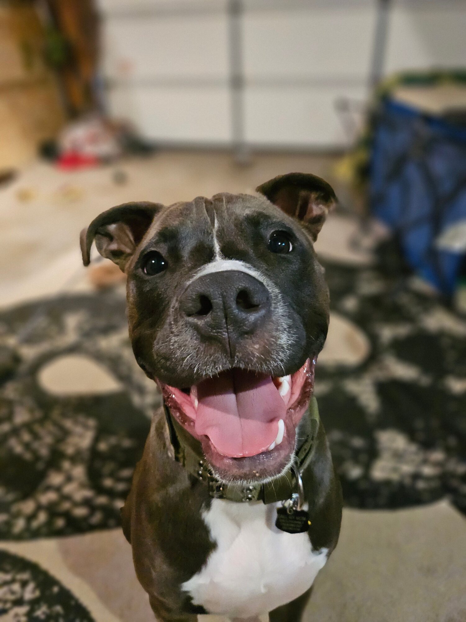 Smiling dog with open mouth, tongue out, indoors on patterned rug, background with blurred objects.