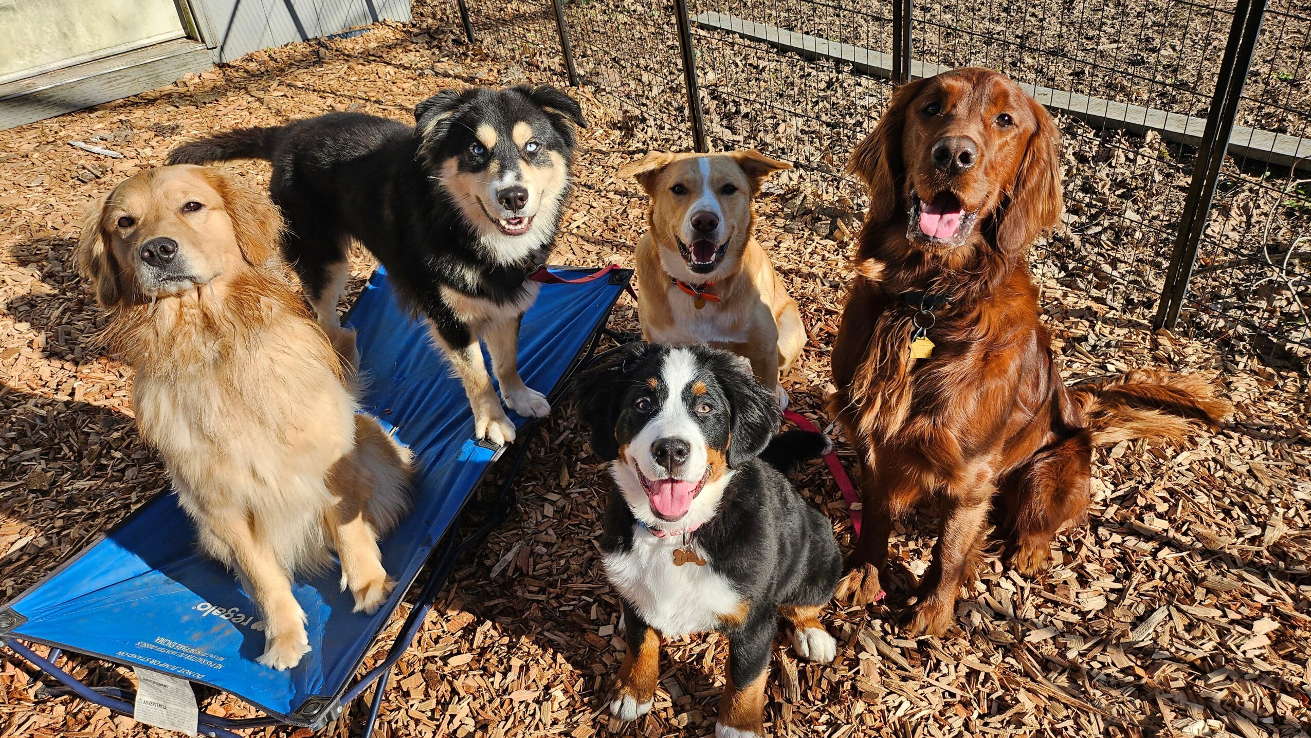 Five dogs sitting outdoors on a dirt ground with a metal fence in the background.
