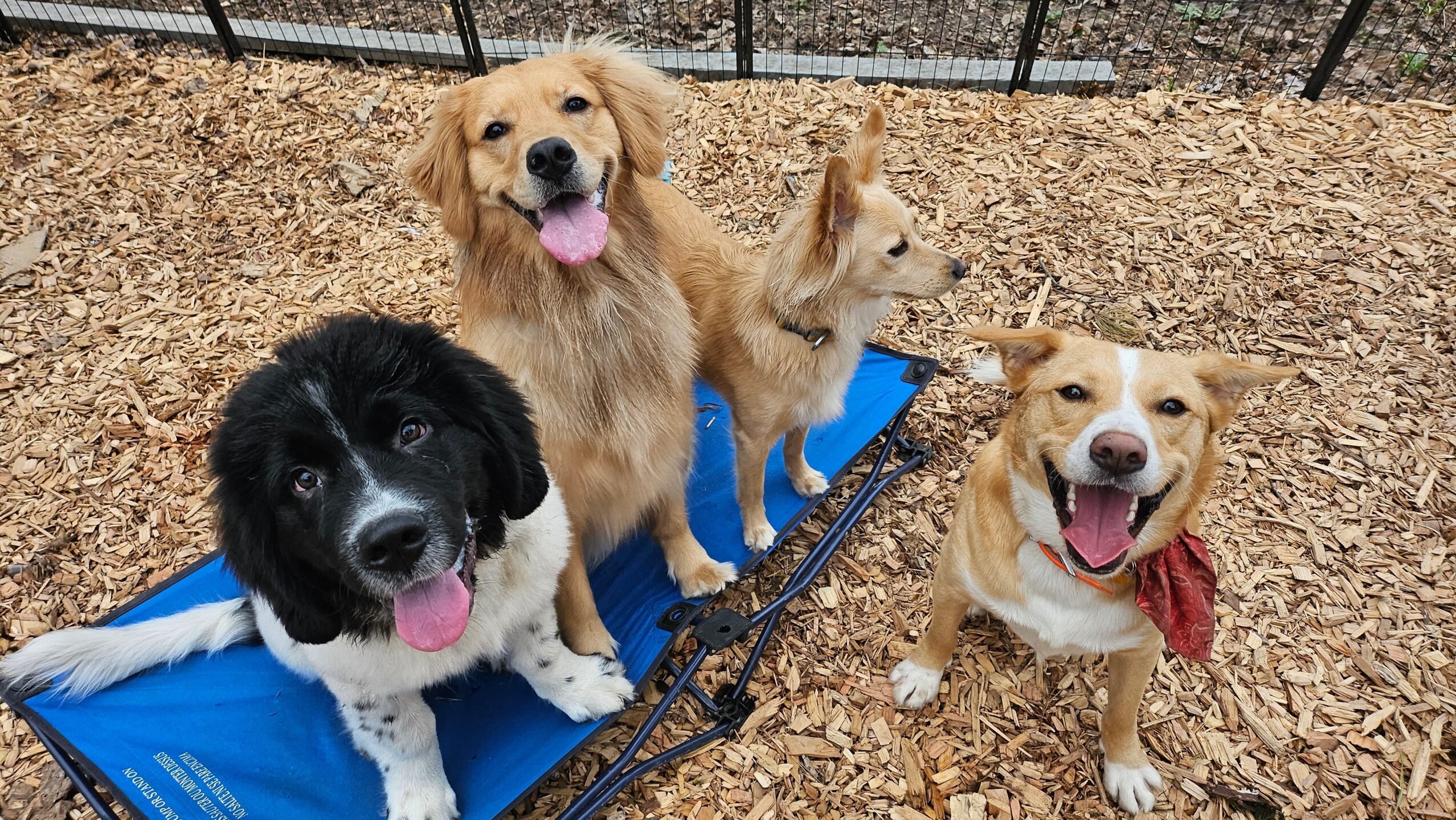Four dogs outdoors on wood chips, two sitting on a blue mat, one standing, and one with a red bandana, all looking at the camera.