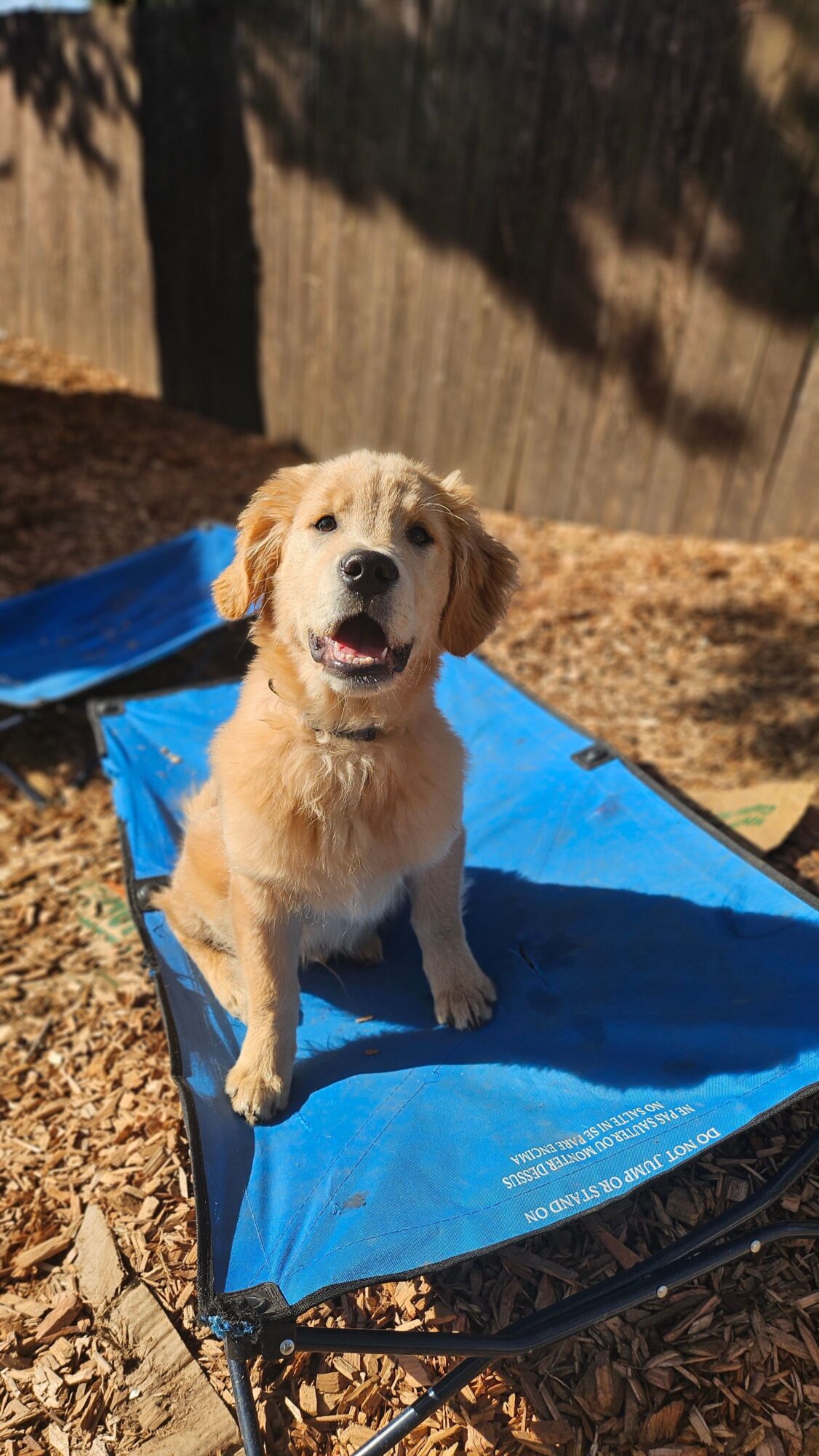 Golden retriever puppy standing on a blue mat outdoors, looking up with mouth open, surrounded by dry leaves and shadows.