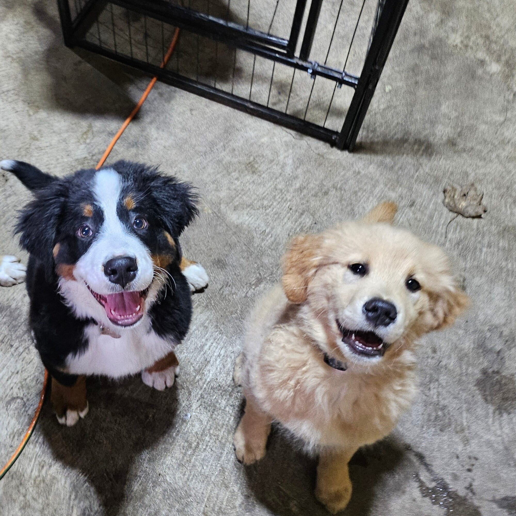 Two dogs sitting on a concrete floor, one black and white and the other golden, looking up with open mouths.