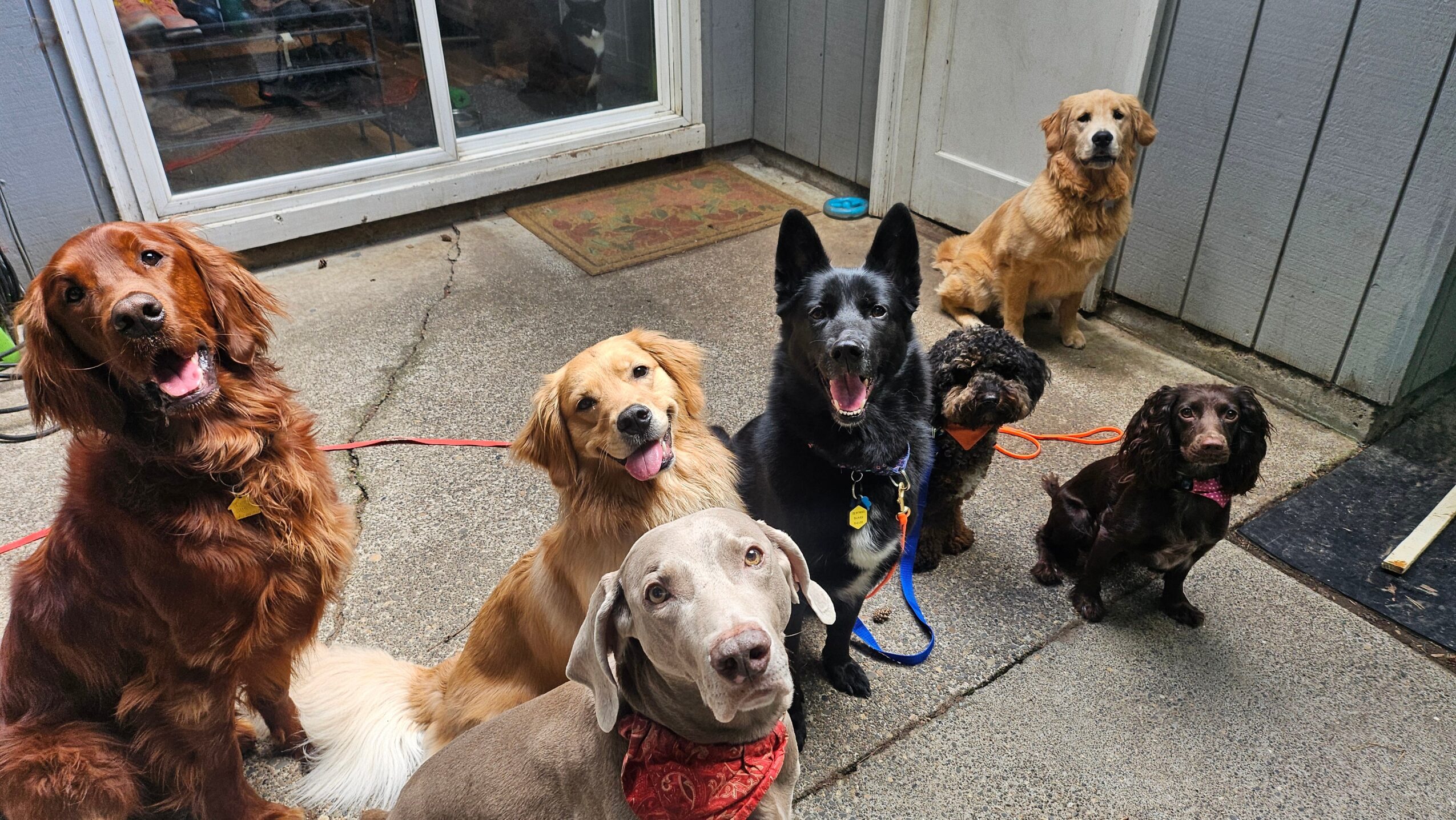 Seven dogs of various breeds and sizes sit on a concrete patio near a sliding glass door and a gray wooden fence.