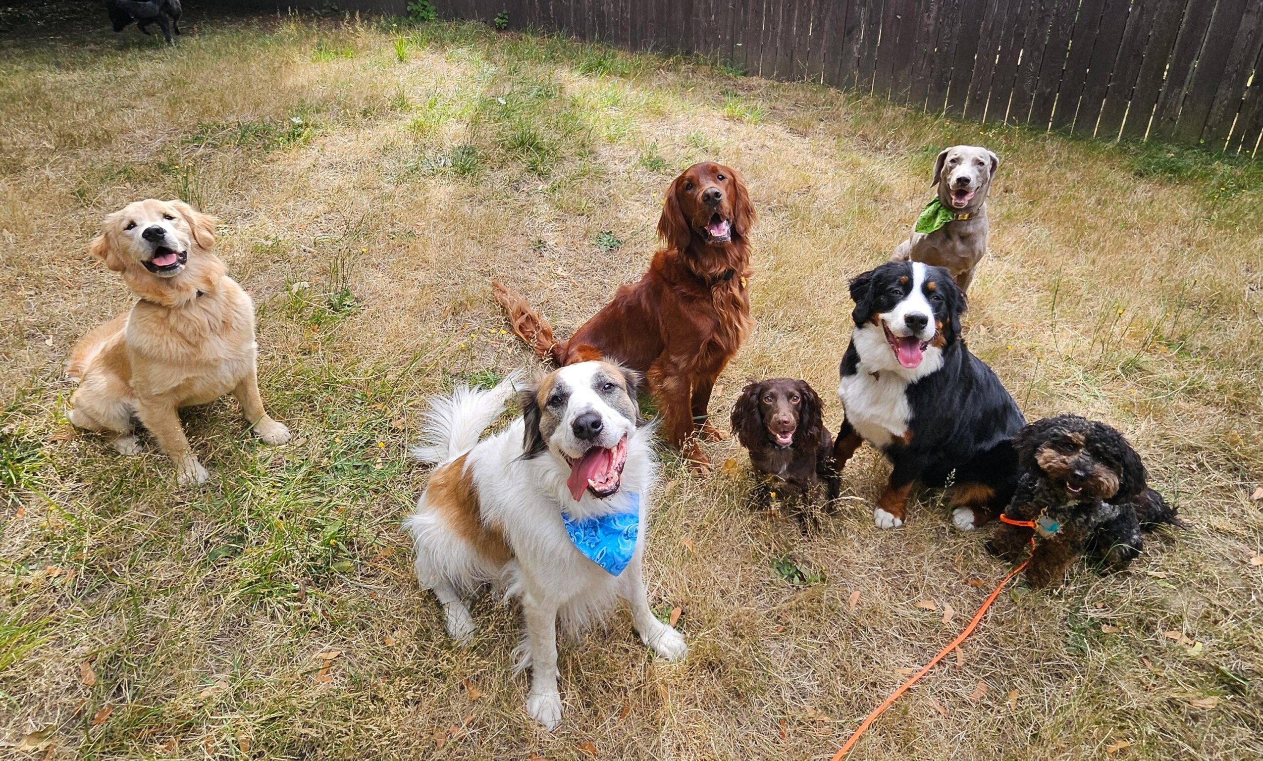 Six dogs of various breeds and sizes sitting and standing on grass in a yard with a wooden fence in the background.