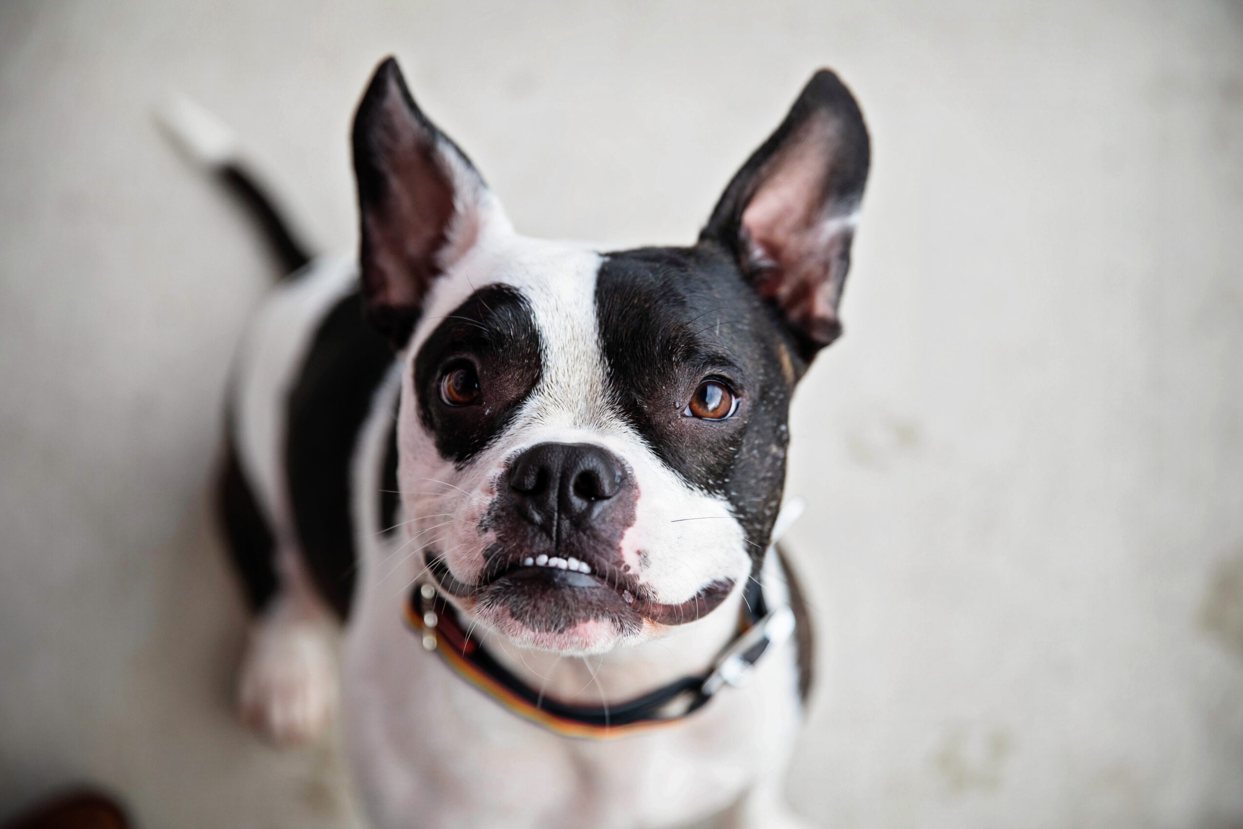 Black and white dog with large ears and a collar, looking up at the camera, on a light background.