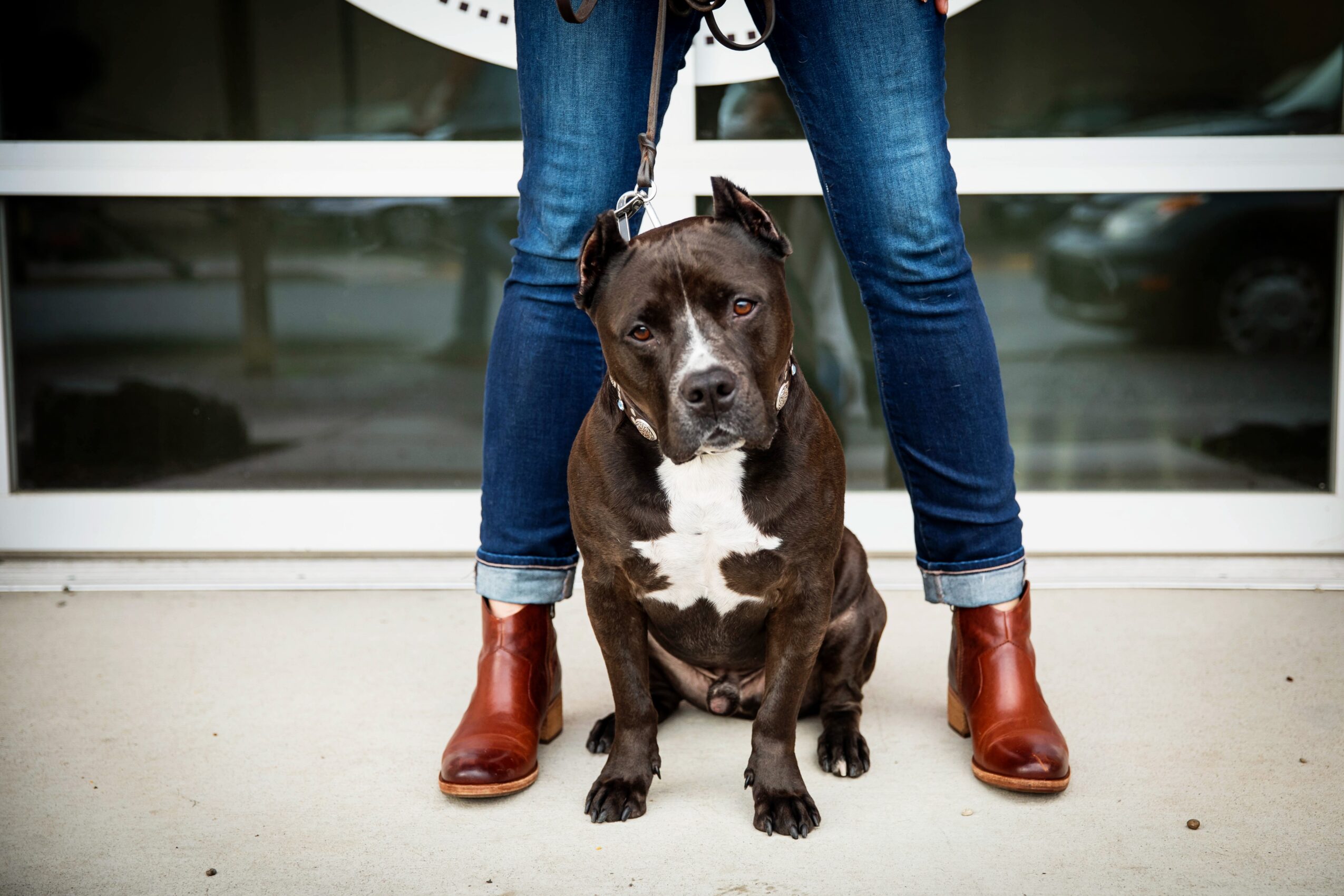 Person standing with legs apart, wearing blue jeans and brown boots, with a black and white dog sitting between their legs in front of a glass window.