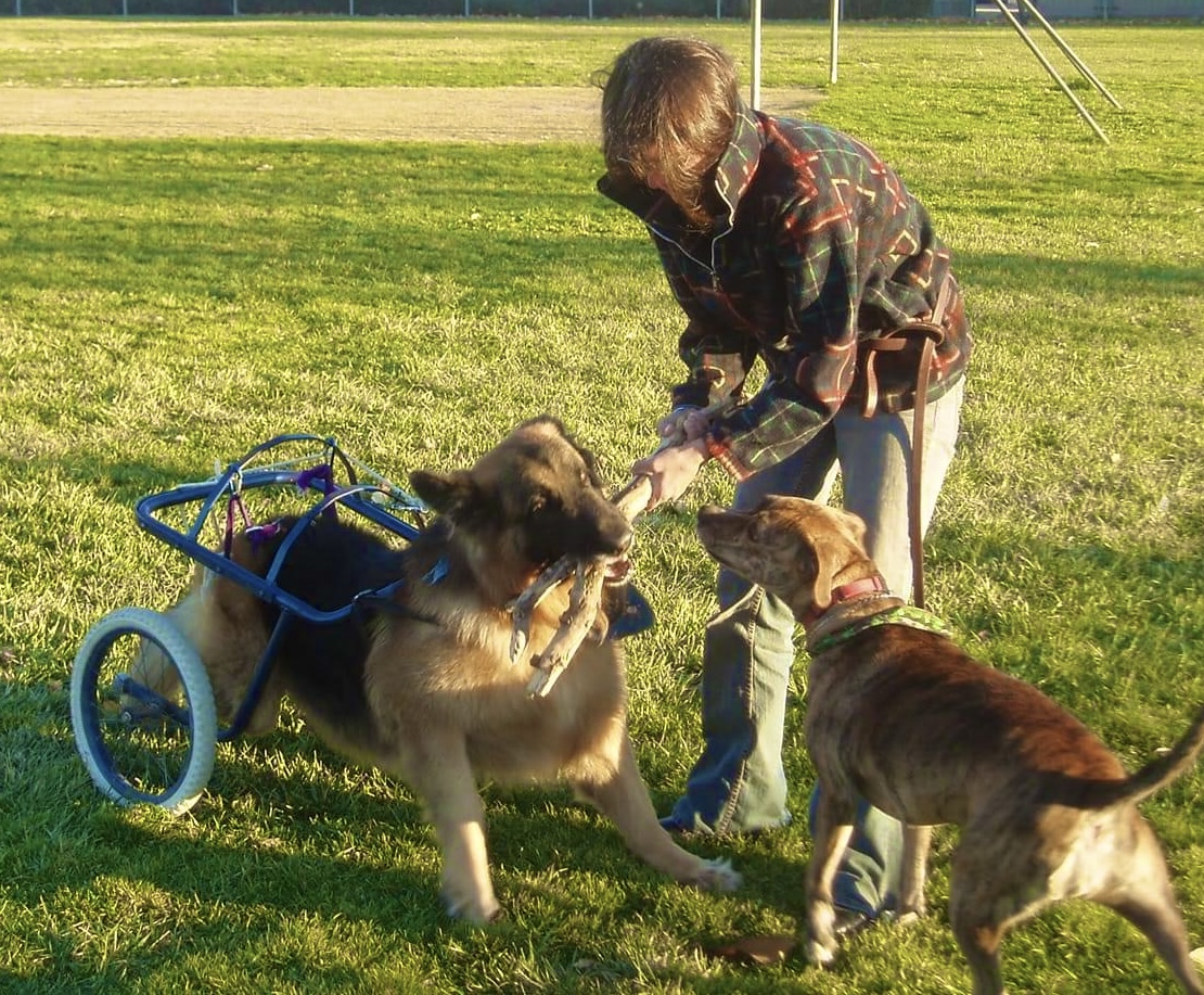 Child with a disability in a wheelchair playing with two dogs on a grassy field.