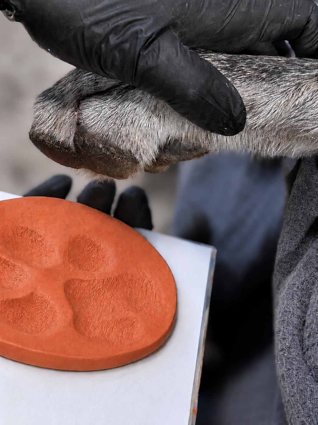 Person holding a gray animal paw, with a red rubber pad on a white surface, wearing black gloves.