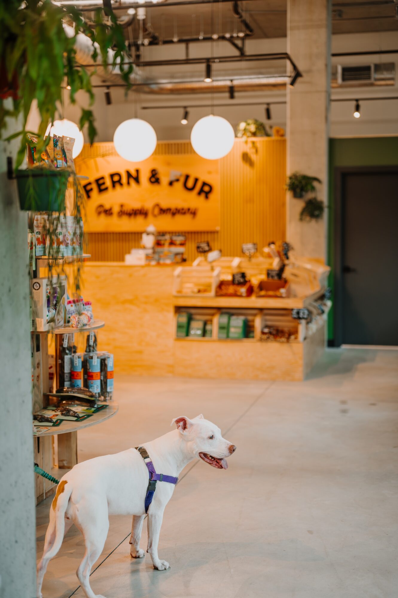 White dog with a harness standing inside a store with shelves and a yellow sign in the background.