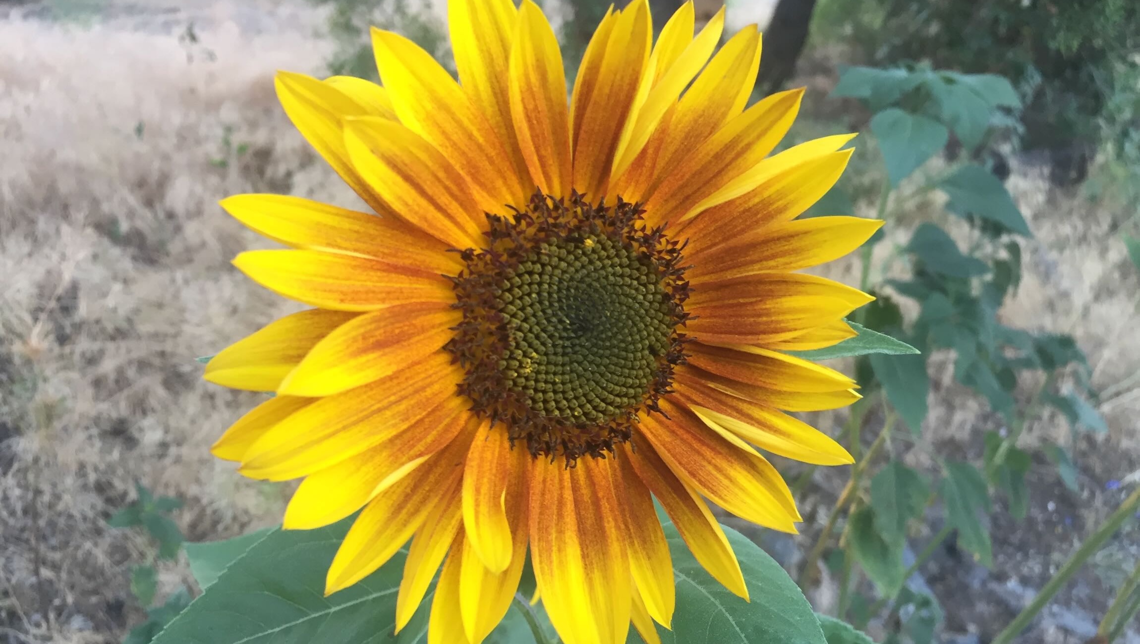 Bright yellow sunflower with a dark center, facing forward, with green leaves and a blurred background.