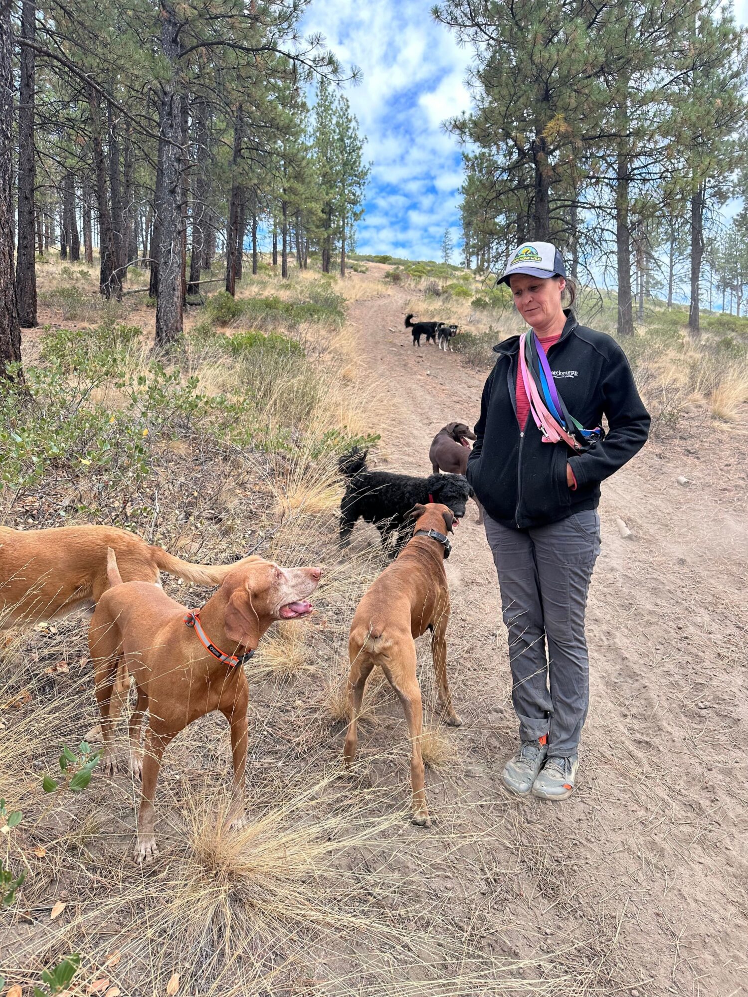 Person walking two dogs on a dirt path in a forested area with trees and blue sky.