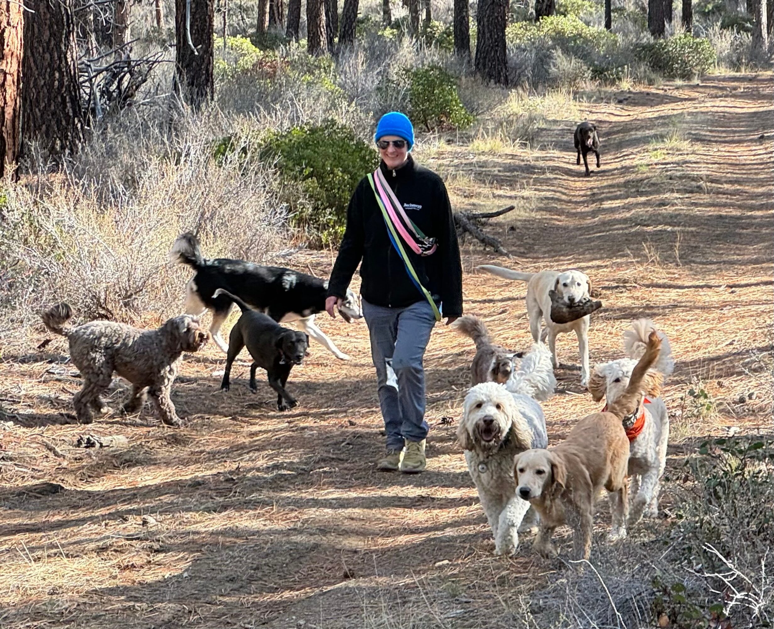 Person walking dogs on a forest trail with trees and multiple dogs around, some on leashes and some free.