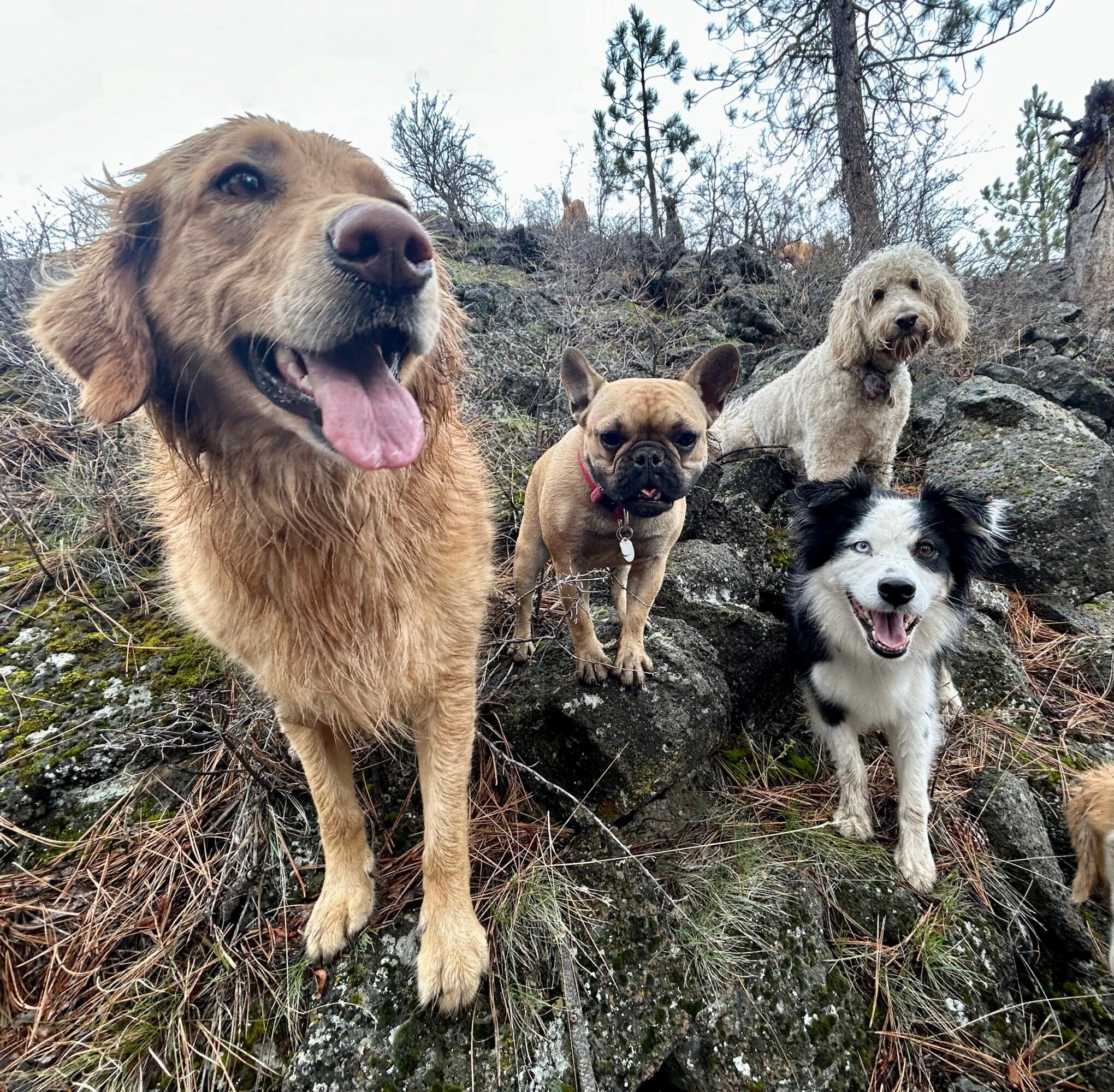 Four dogs outdoors on rocks and grass, one in foreground with tongue out, others behind, trees in background.