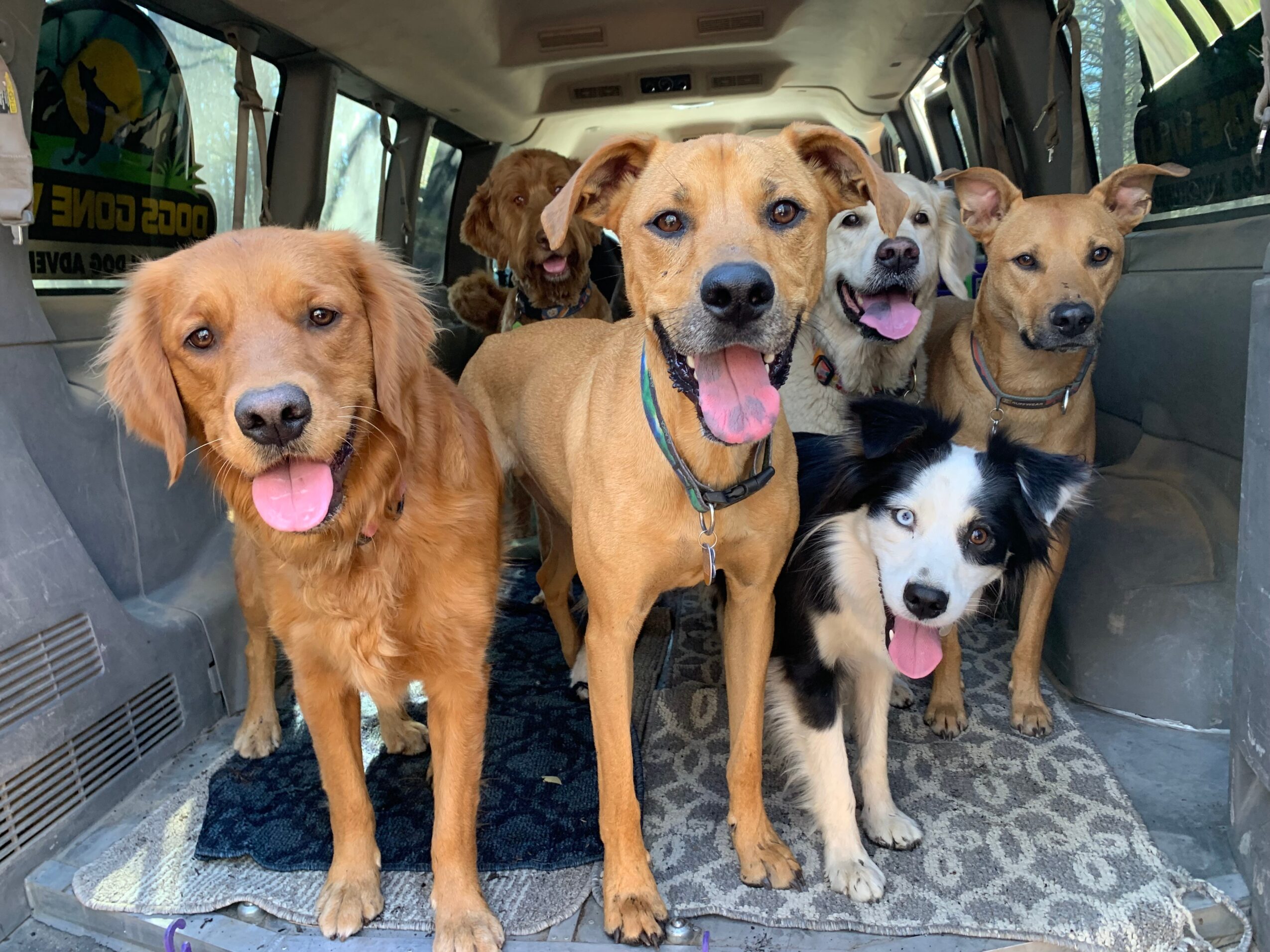 Six dogs inside a vehicle, some with tongues out, sitting on a patterned floor mat, looking at the camera.