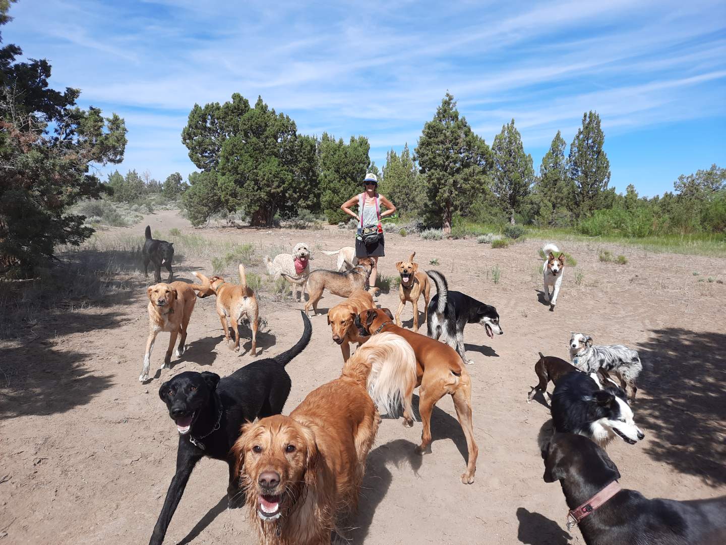 Person standing among multiple dogs outdoors on dirt ground with trees and blue sky in background.