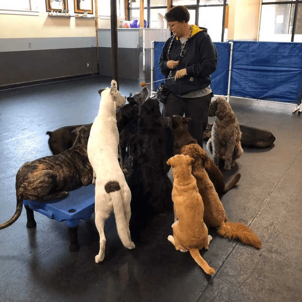 Person training multiple dogs indoors, some sitting and some standing, with a blue barrier in the background.