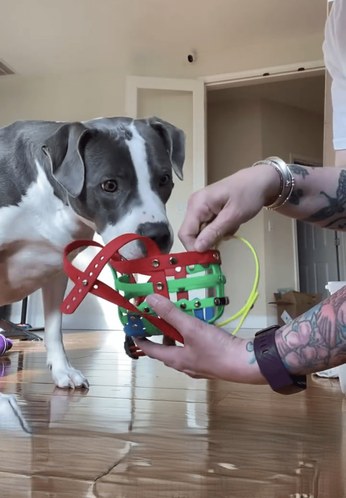 Person holding a colorful toy for a dog, which is sniffing it, on a wooden floor in a room.