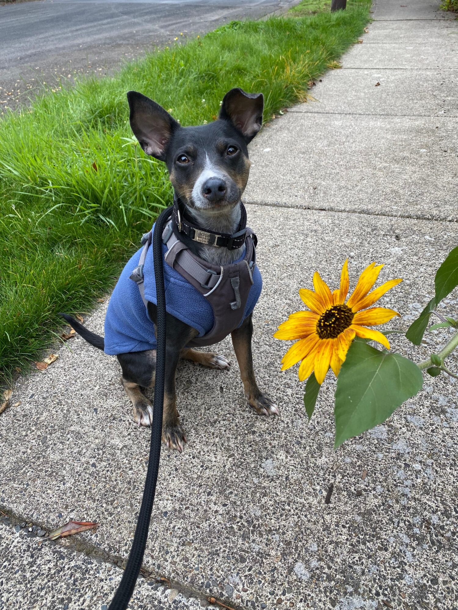Small black and white dog wearing a blue harness and jacket, standing on a sidewalk next to a sunflower plant.