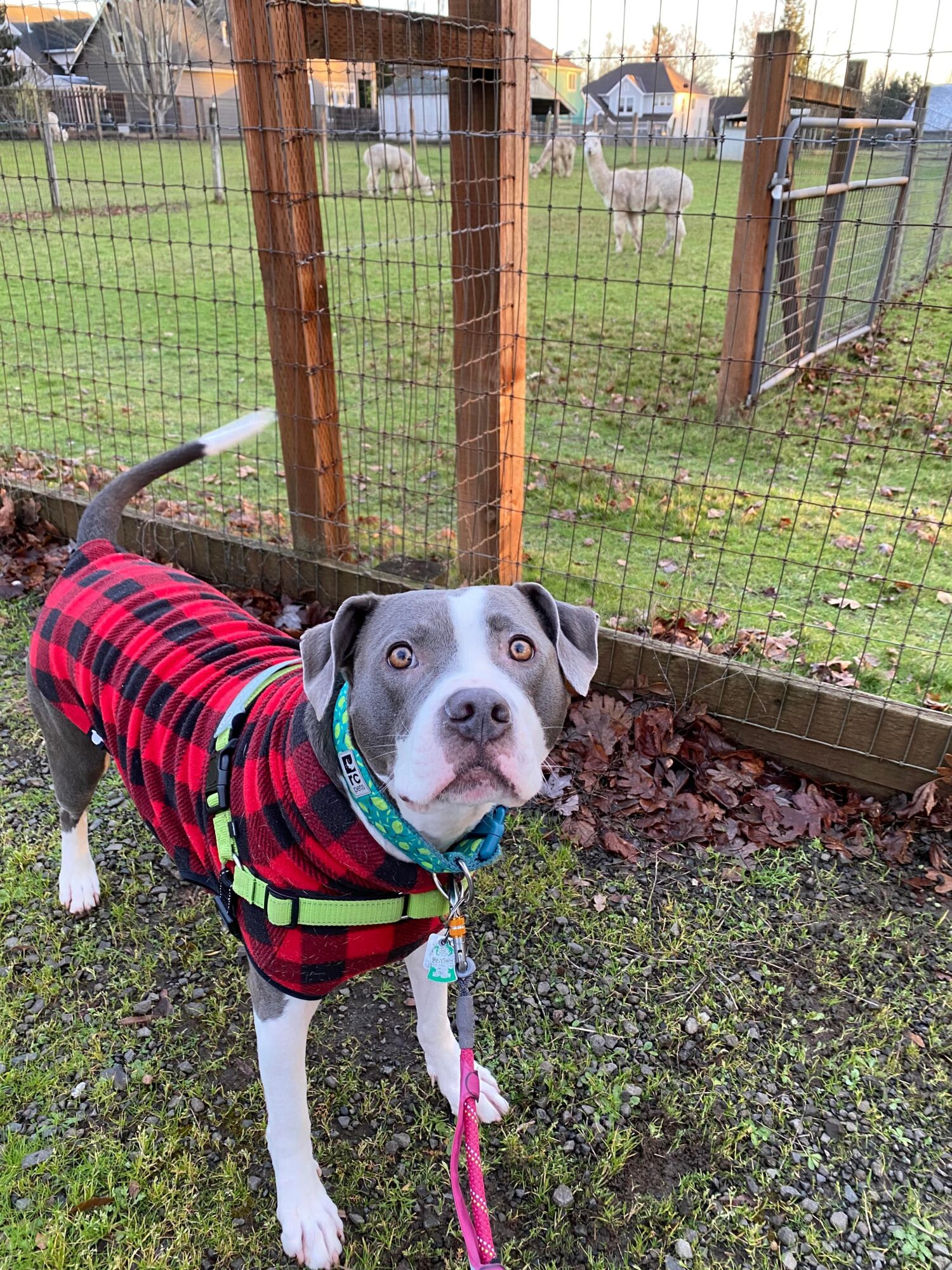 Dog wearing a red and black plaid jacket standing on grass near a wooden and wire fence, with sheep in the background.