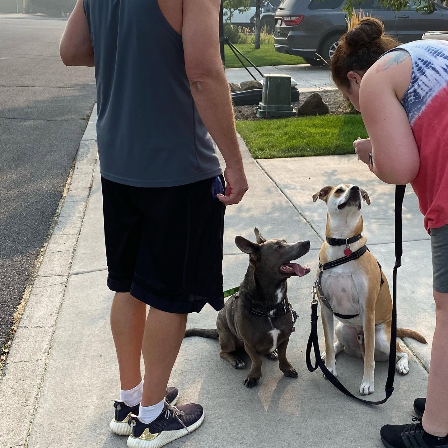 Person standing on sidewalk with two dogs, one sitting and one lying down, while another person crouches nearby. Green grass and parked cars in background.