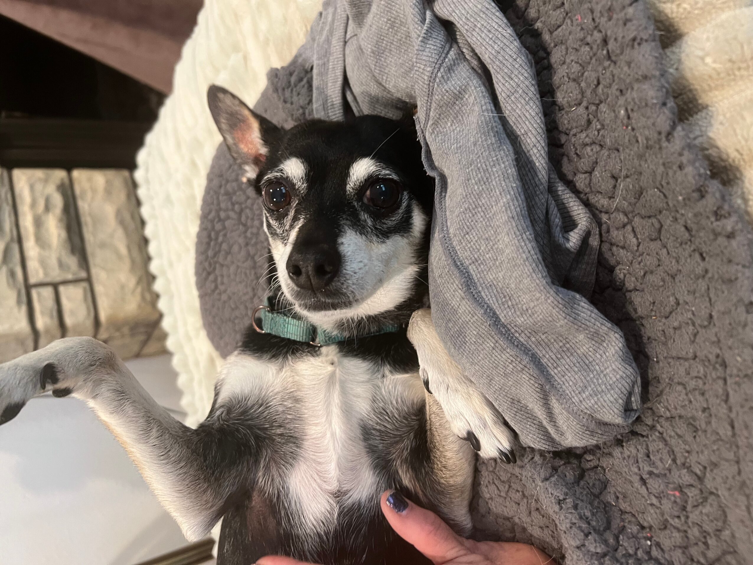 Small black and white dog lying on a blanket with a gray and white cloth draped over it.