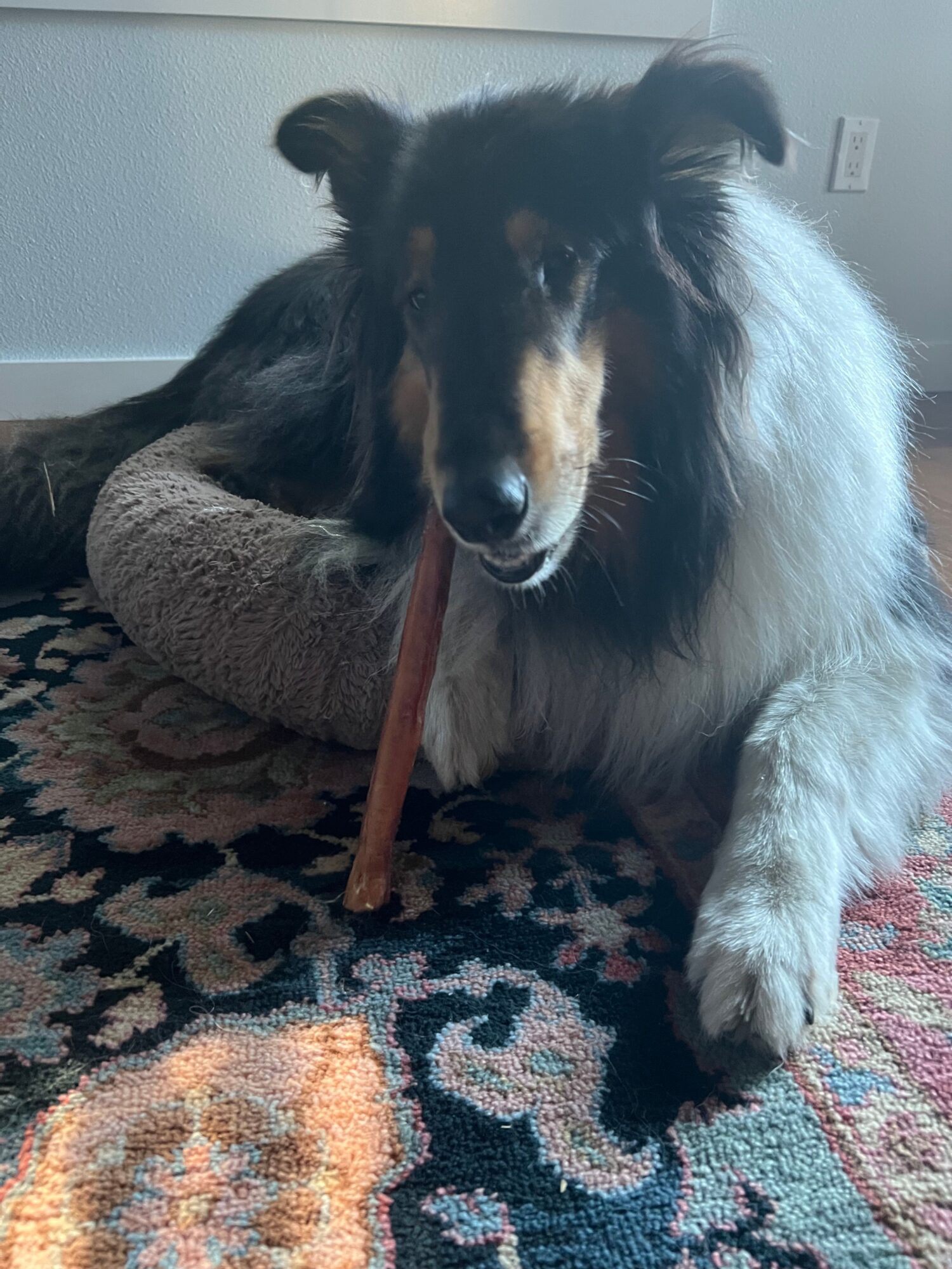 Dog lying on a patterned rug with a chew stick in its mouth, resting on a soft blanket.