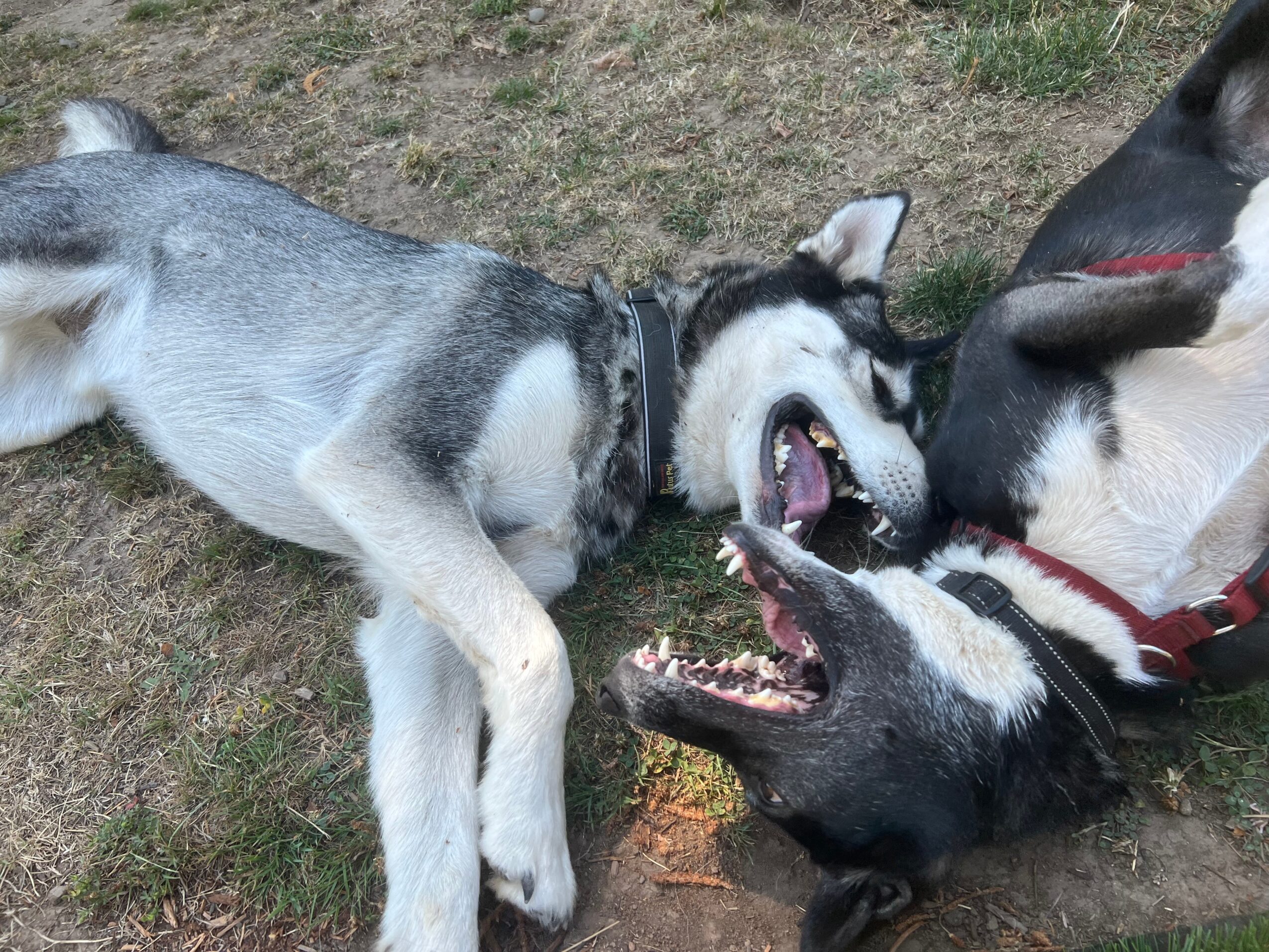 Three dogs playing on grass, two with open mouths and visible teeth, one with a red collar, one with a black collar.