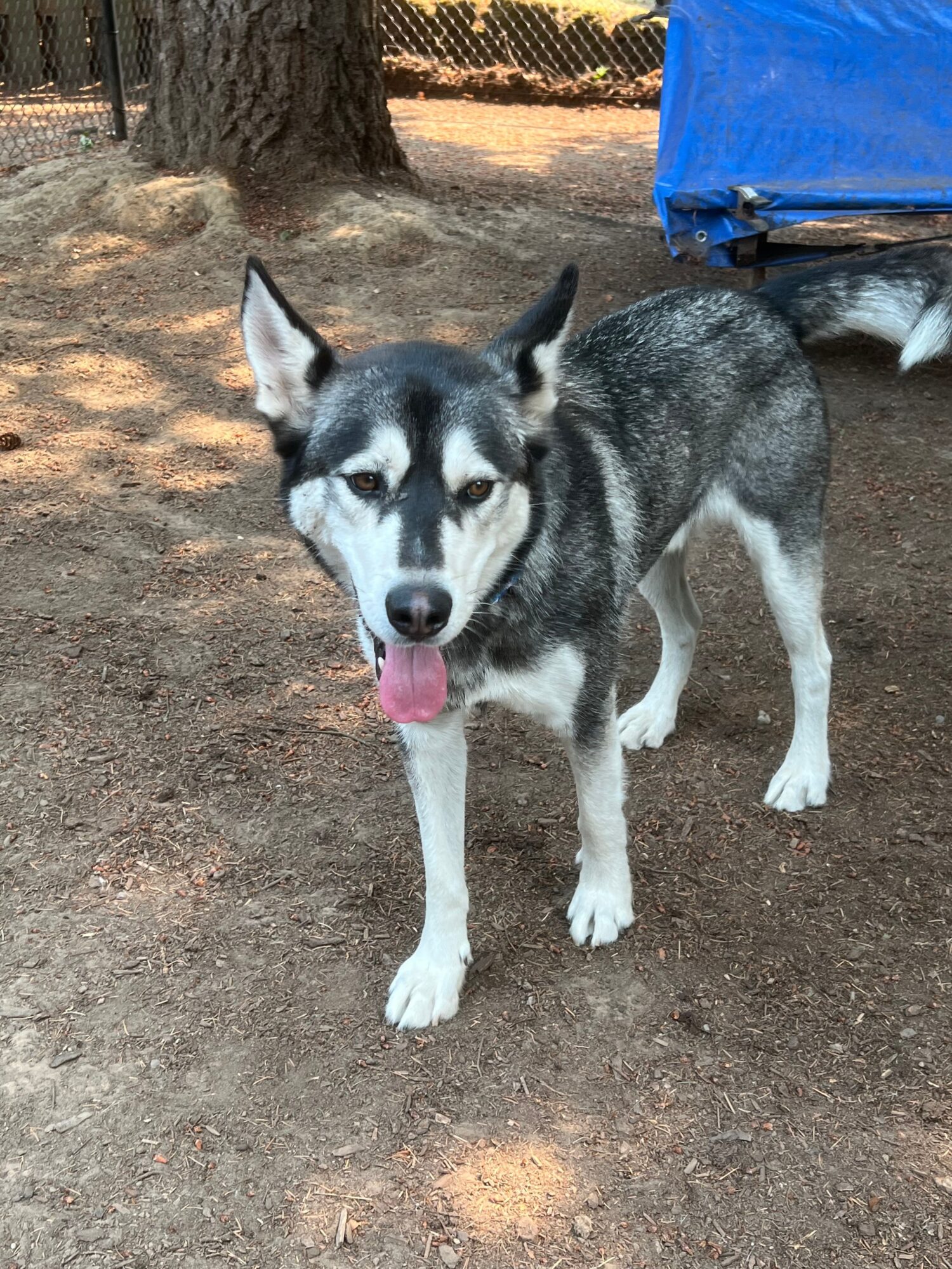 A Siberian Husky dog with black and white fur, standing on dirt ground, licking its nose, with a blue bag nearby.