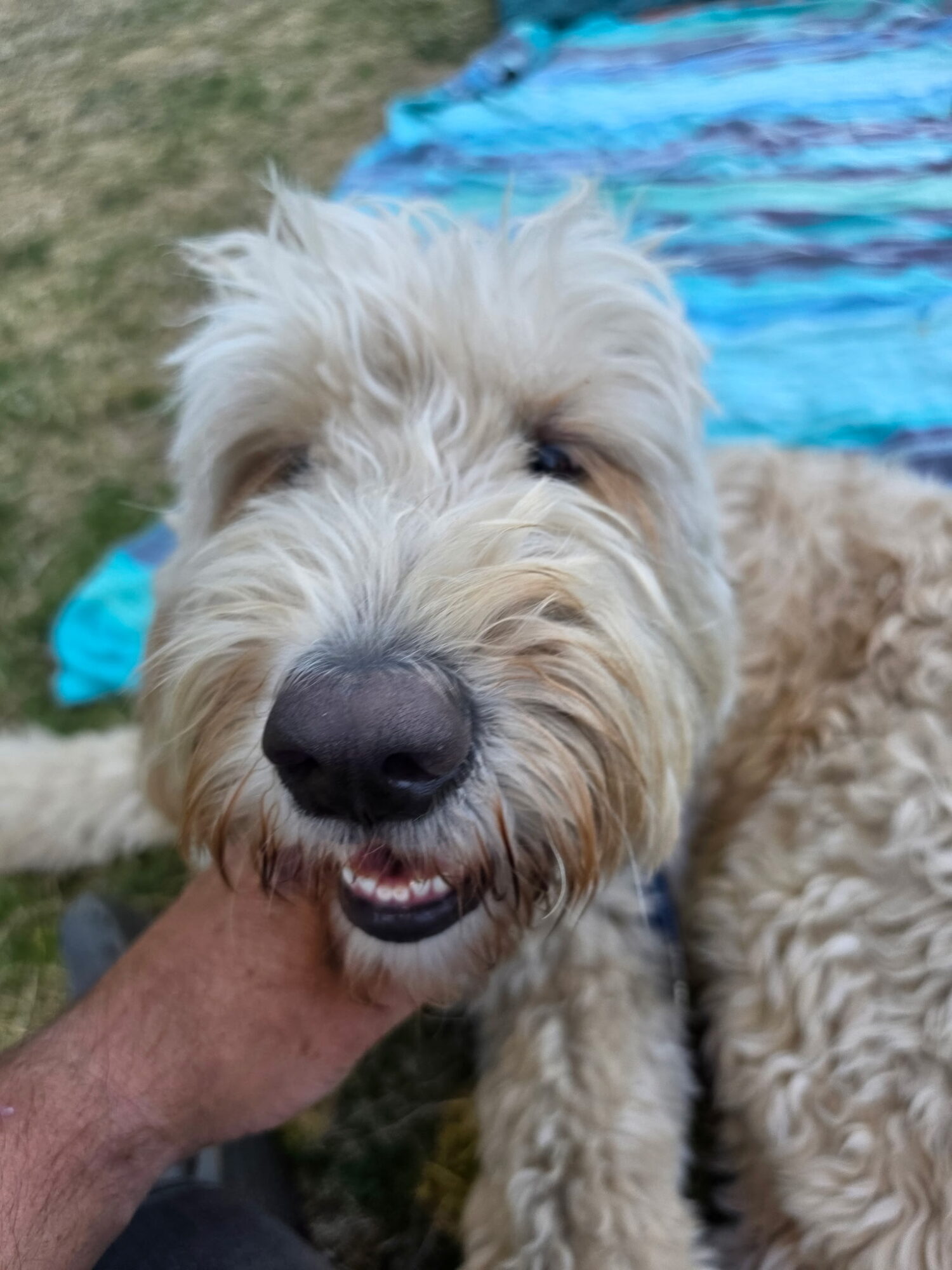 Close-up of a fluffy, light-colored dog with a black nose, smiling outdoors on grass with a blue towel nearby.