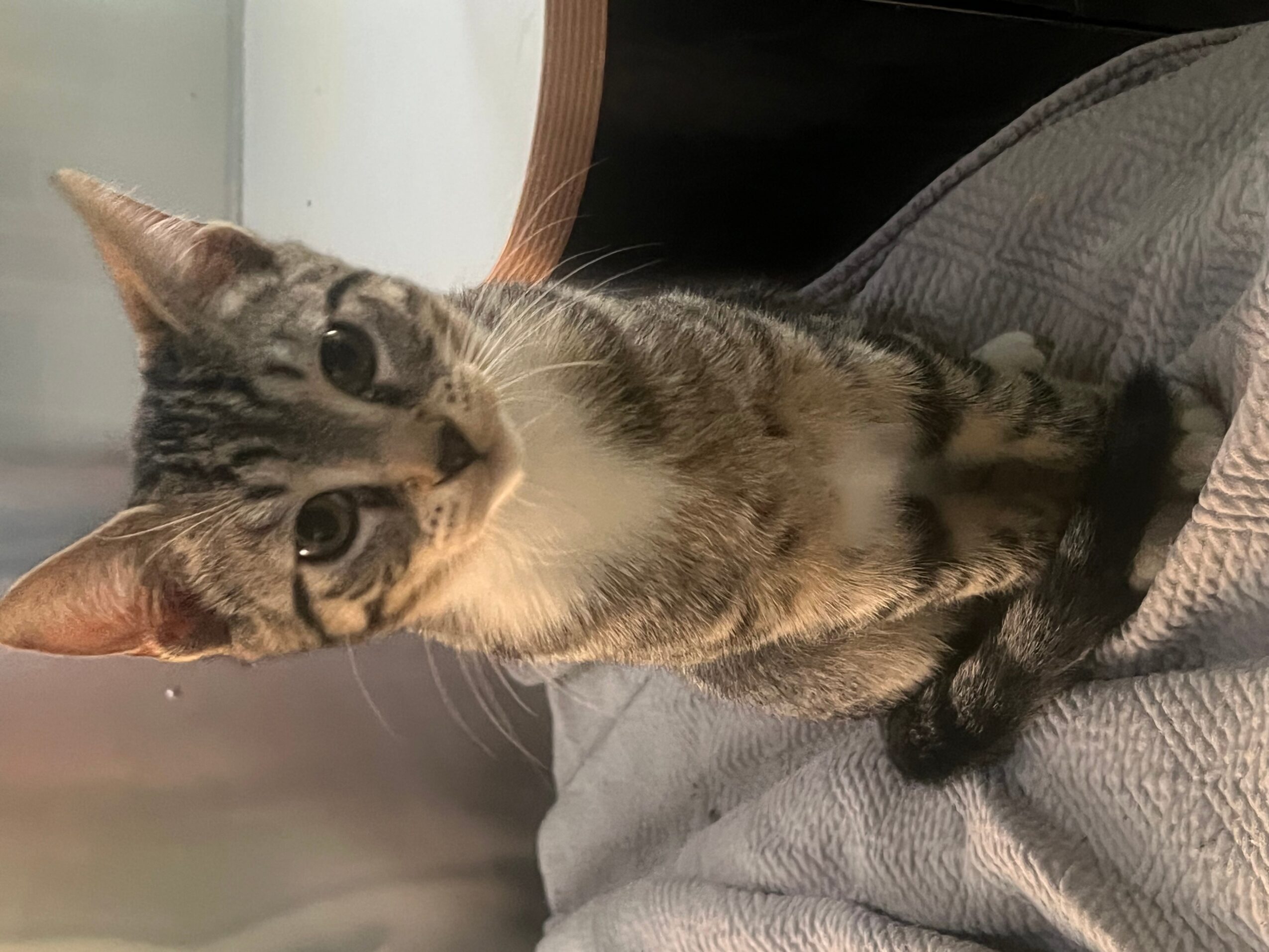A tabby cat with large eyes and pointed ears sitting on a person's lap, looking at the camera.