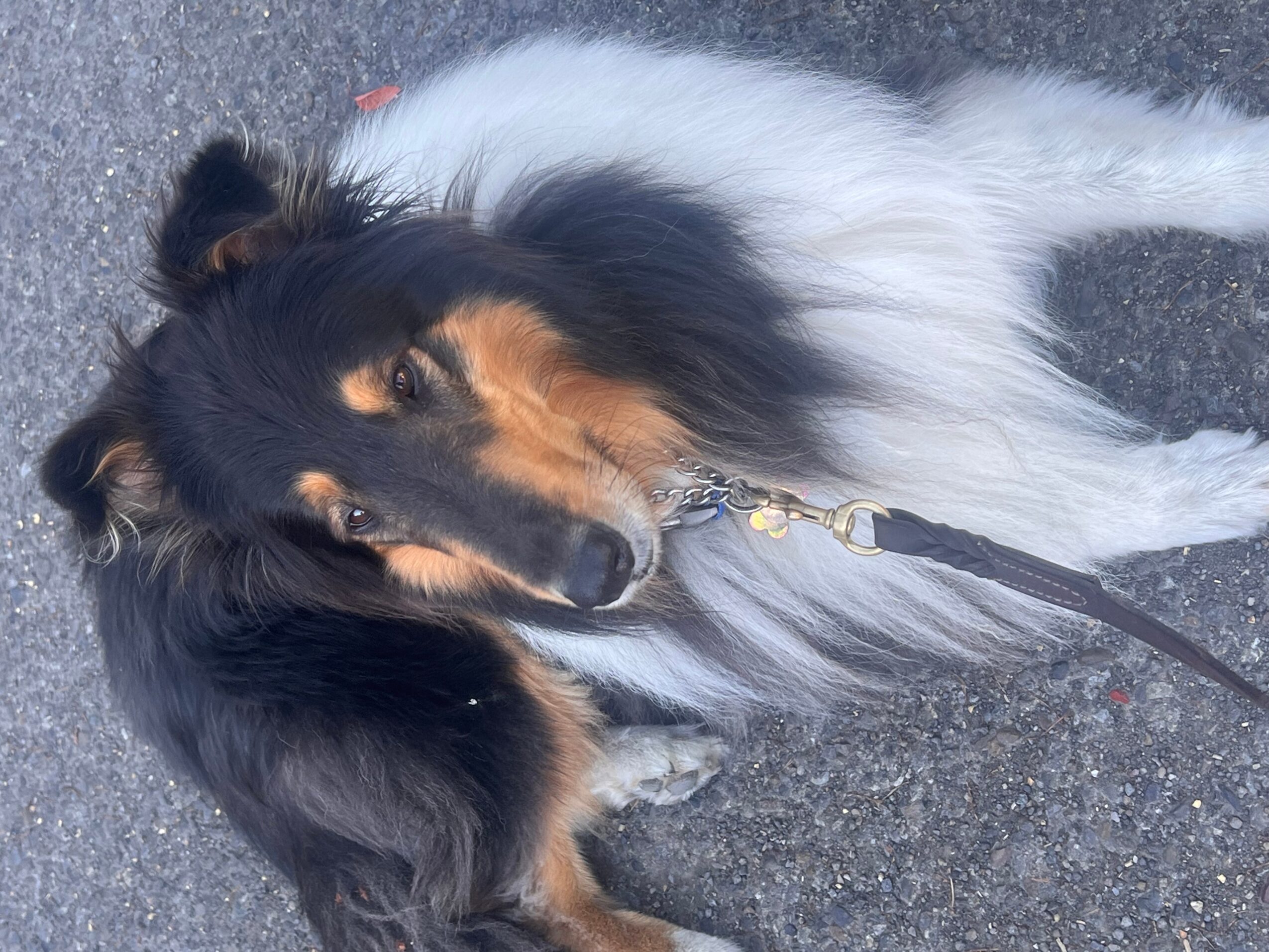 Dog with black, white, and tan fur lying on pavement, looking at the camera, wearing a collar and leash.
