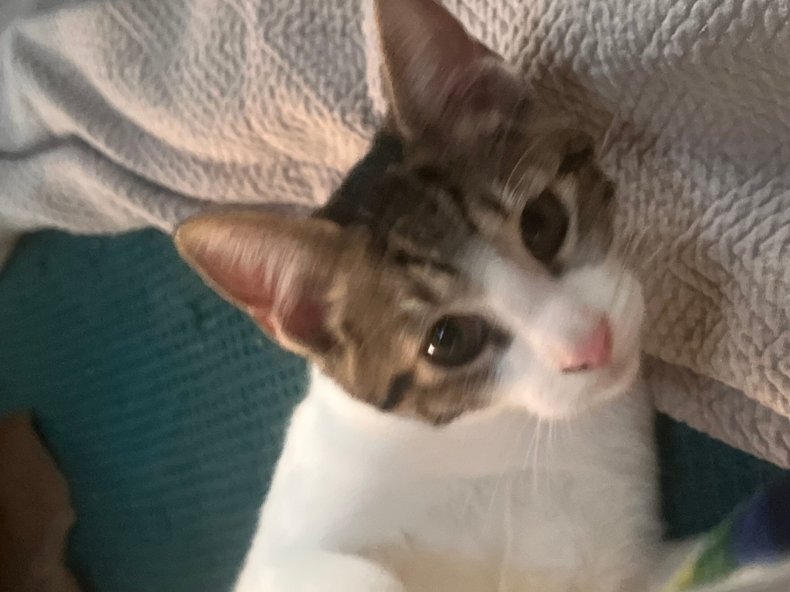 A cat with white and brown fur lying on a textured blanket, looking at the camera.