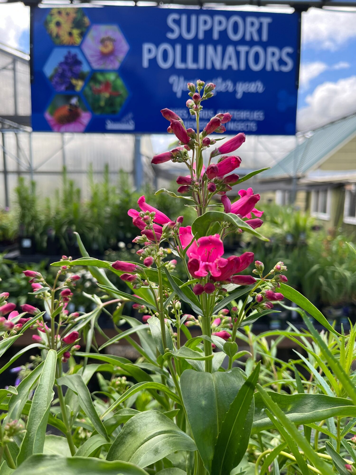 Pink flowers with green leaves in front of a blue sign that reads 'Support Pollinators'.