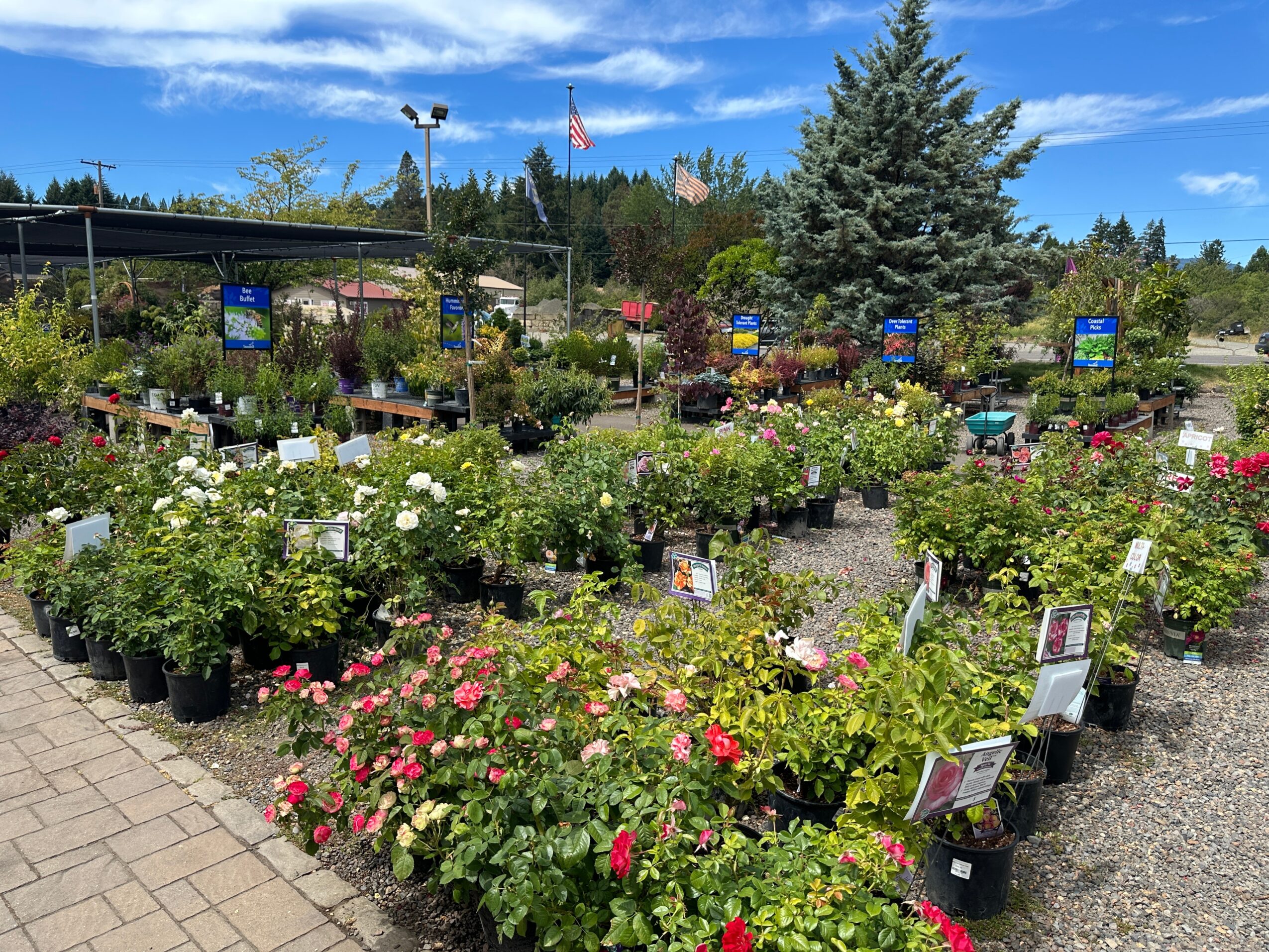 Outdoor garden center with potted flowering plants, trees, and signs under a blue sky with clouds.
