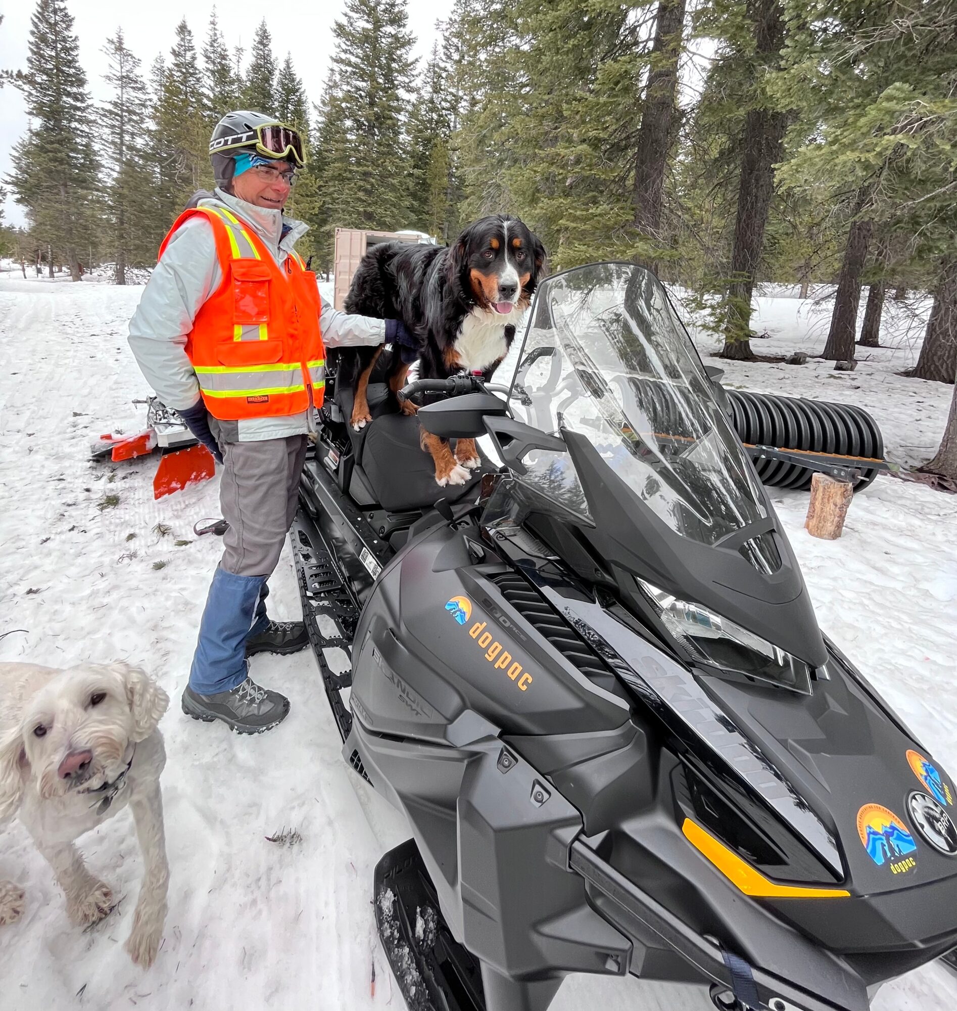 Person with a dog on a snowmobile, another dog nearby, snowy forest background, person wearing a helmet and orange safety vest.