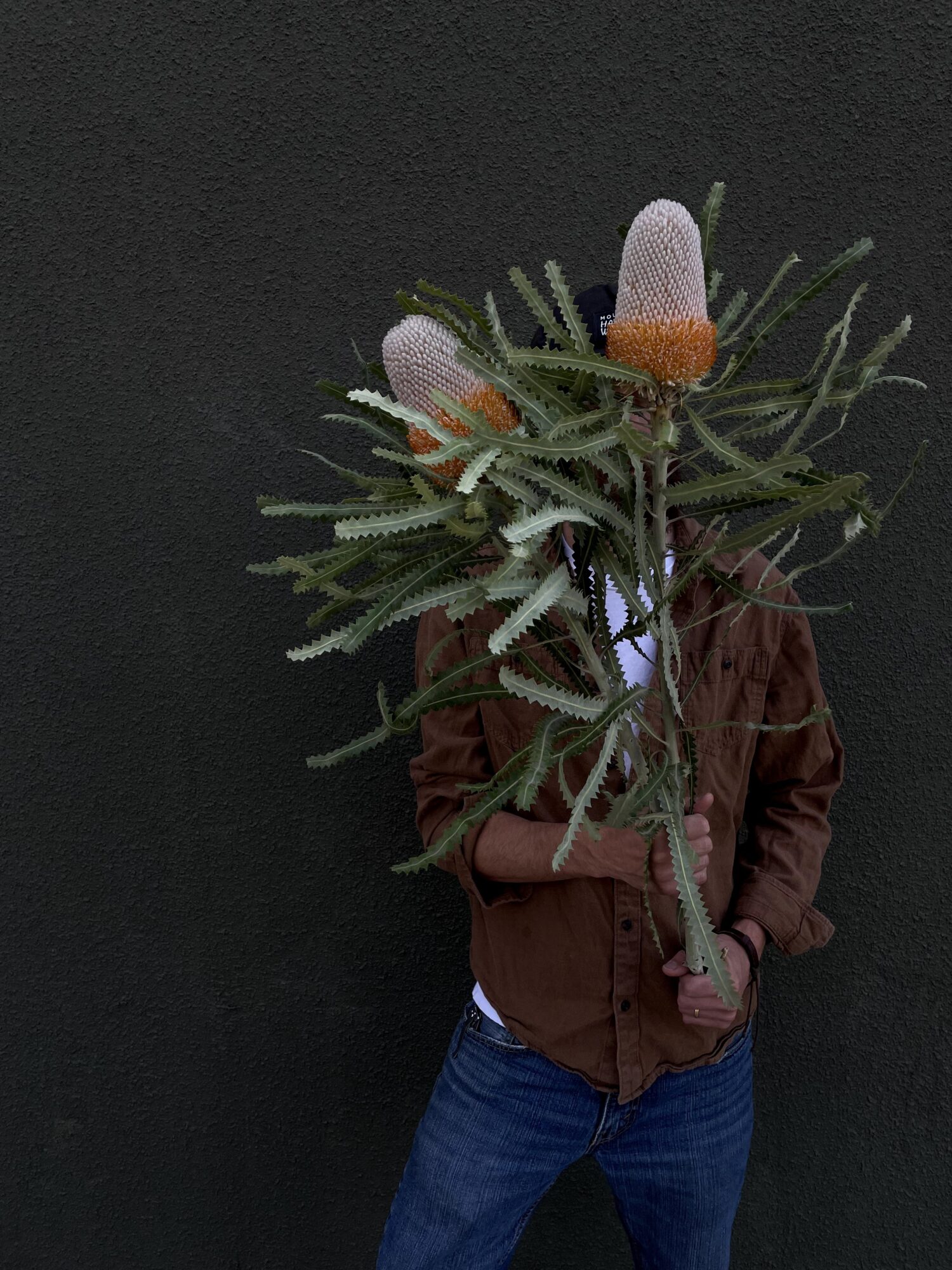 Person holding a large plant with pink cone-shaped flowers against a dark background.
