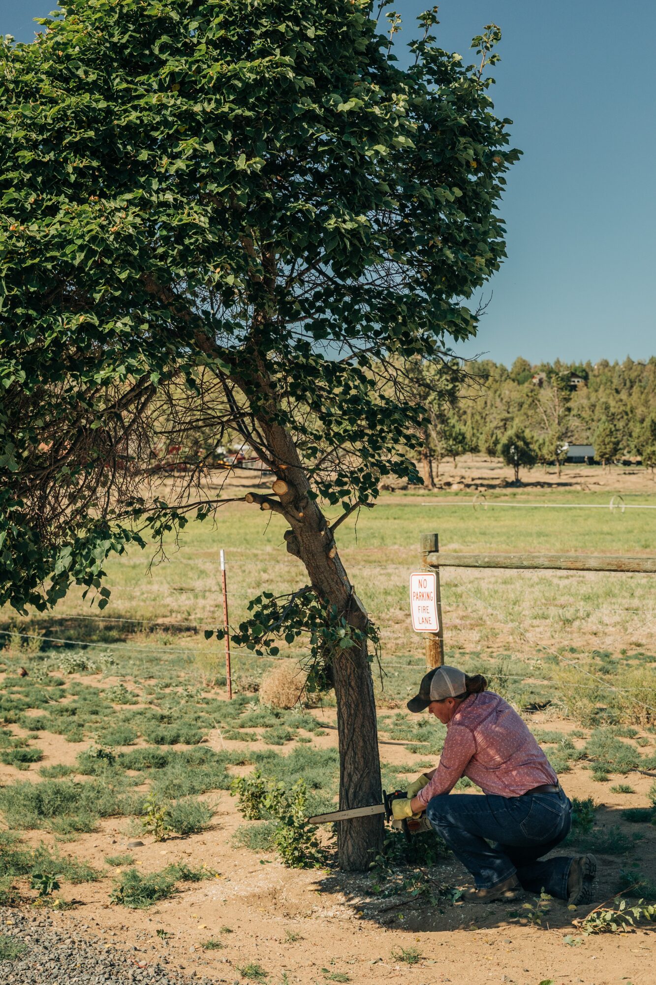 Person planting a tree in a field with a large tree nearby, under a clear sky.