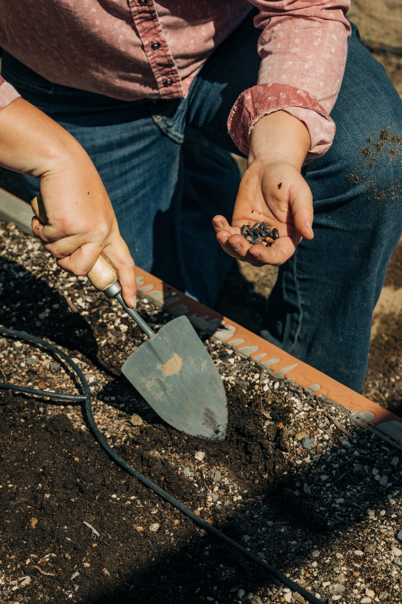 Person planting seeds in soil with a trowel, wearing a pink shirt and blue jeans, outdoors.
