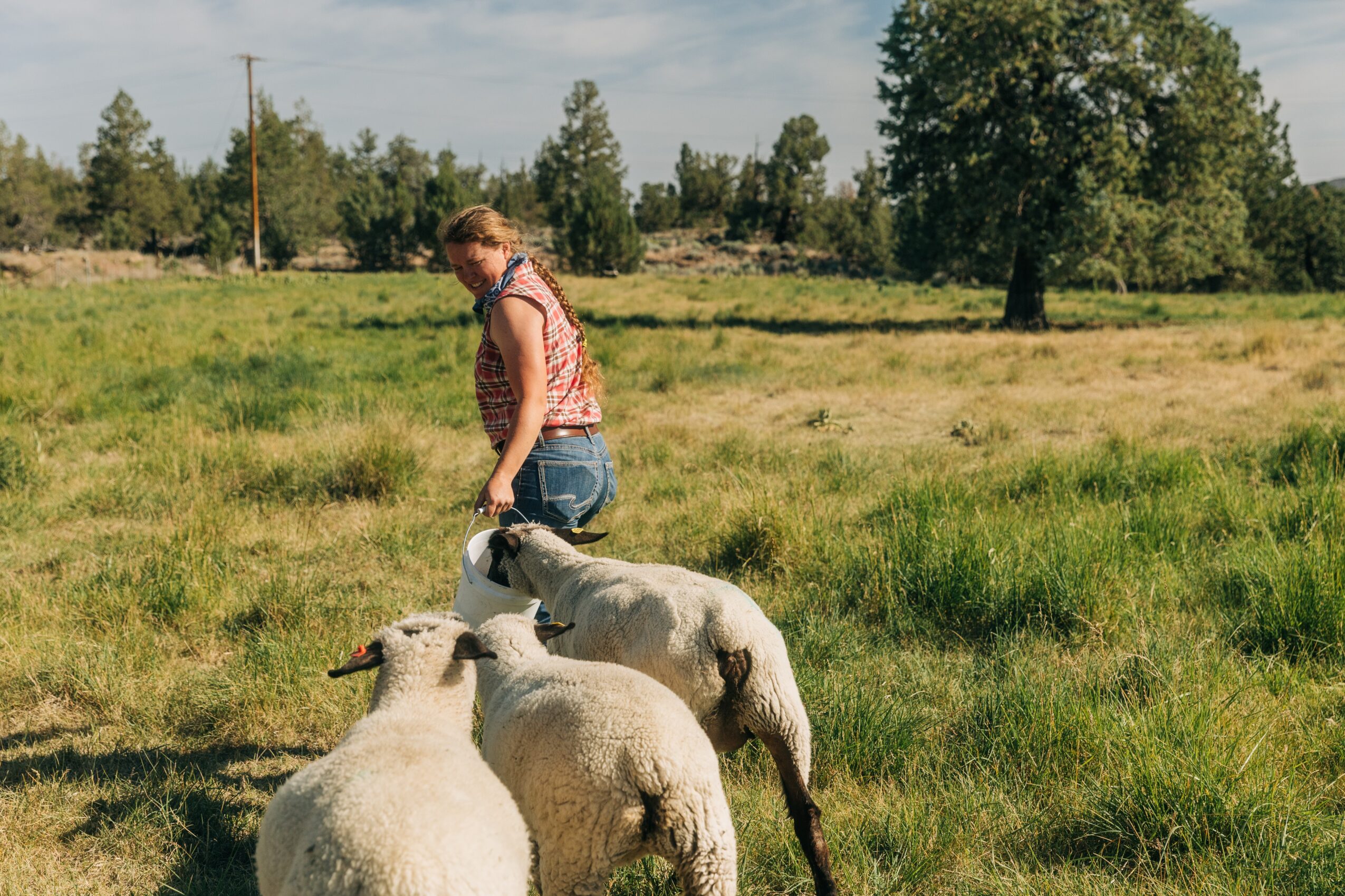 Woman standing in grassy field with three sheep, trees and a clear sky in background.