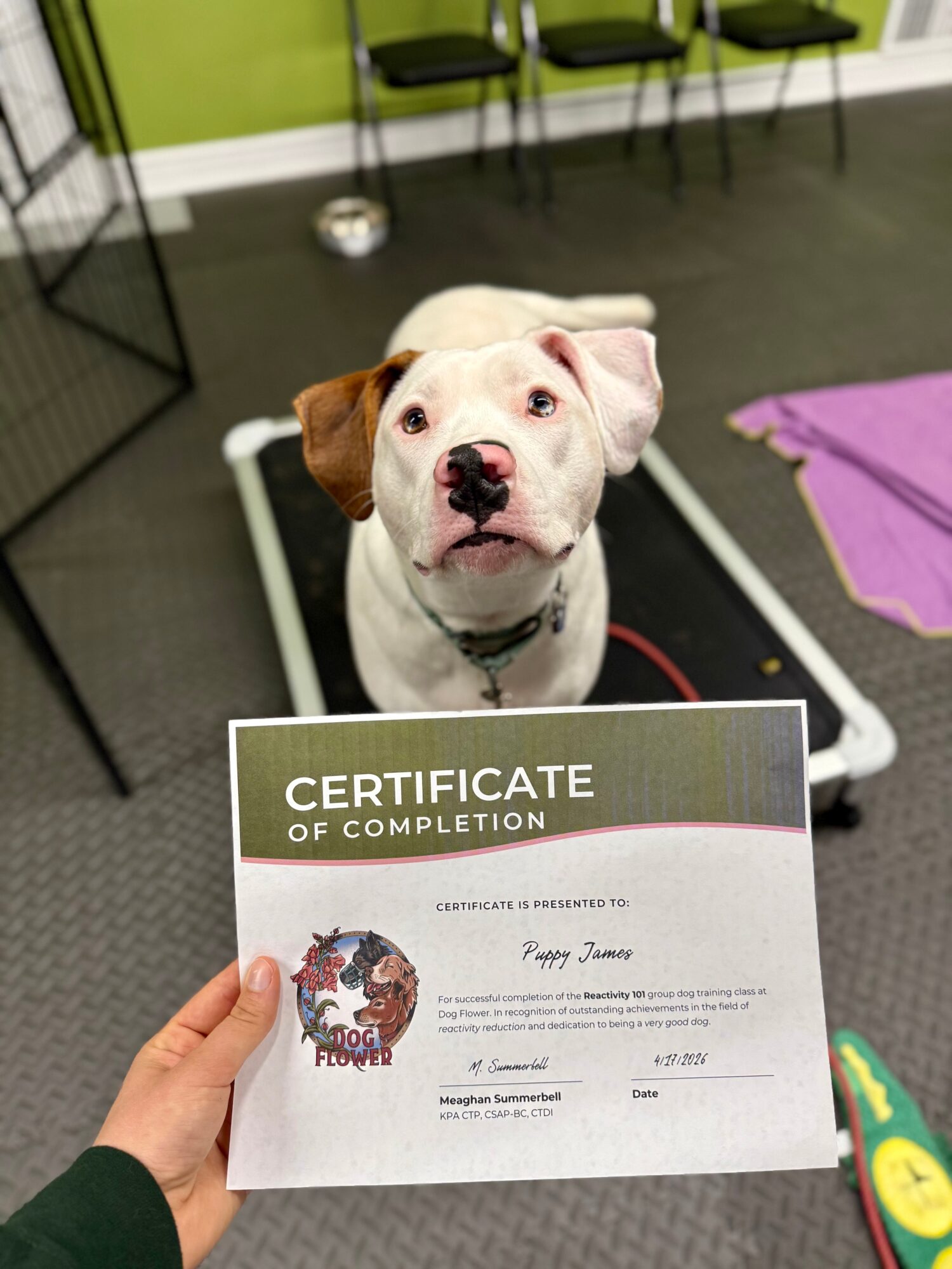 Dog with a certificate in a room with chairs and a purple mat, looking at the camera.