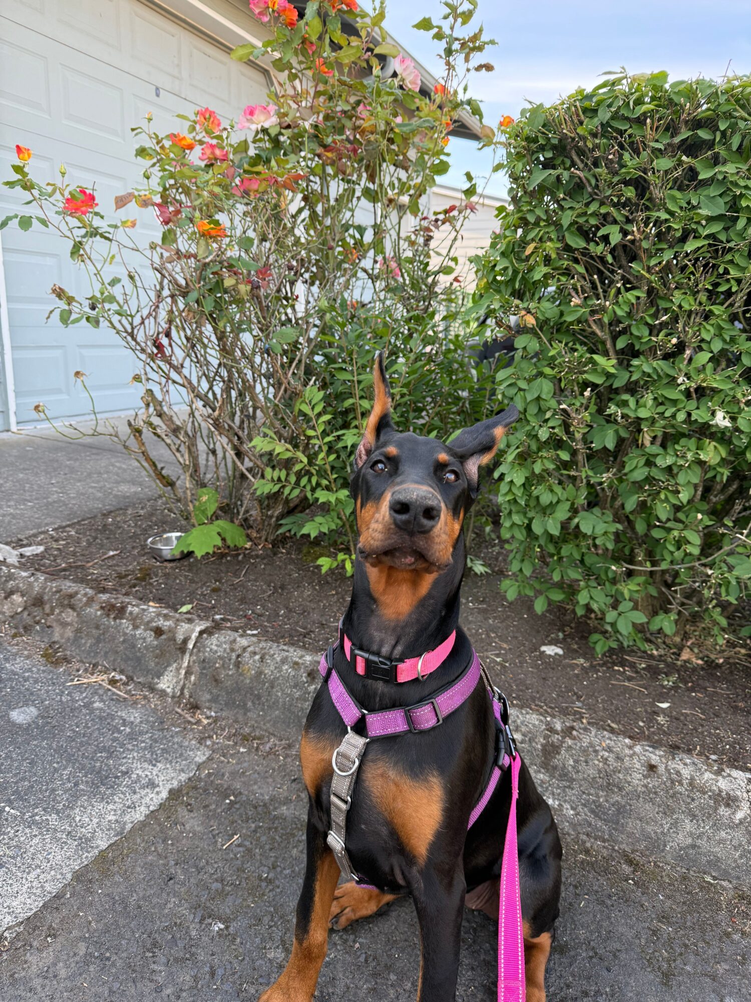 Dog with black and brown fur wearing a pink harness sitting on a concrete path next to green bushes and flowering plants.