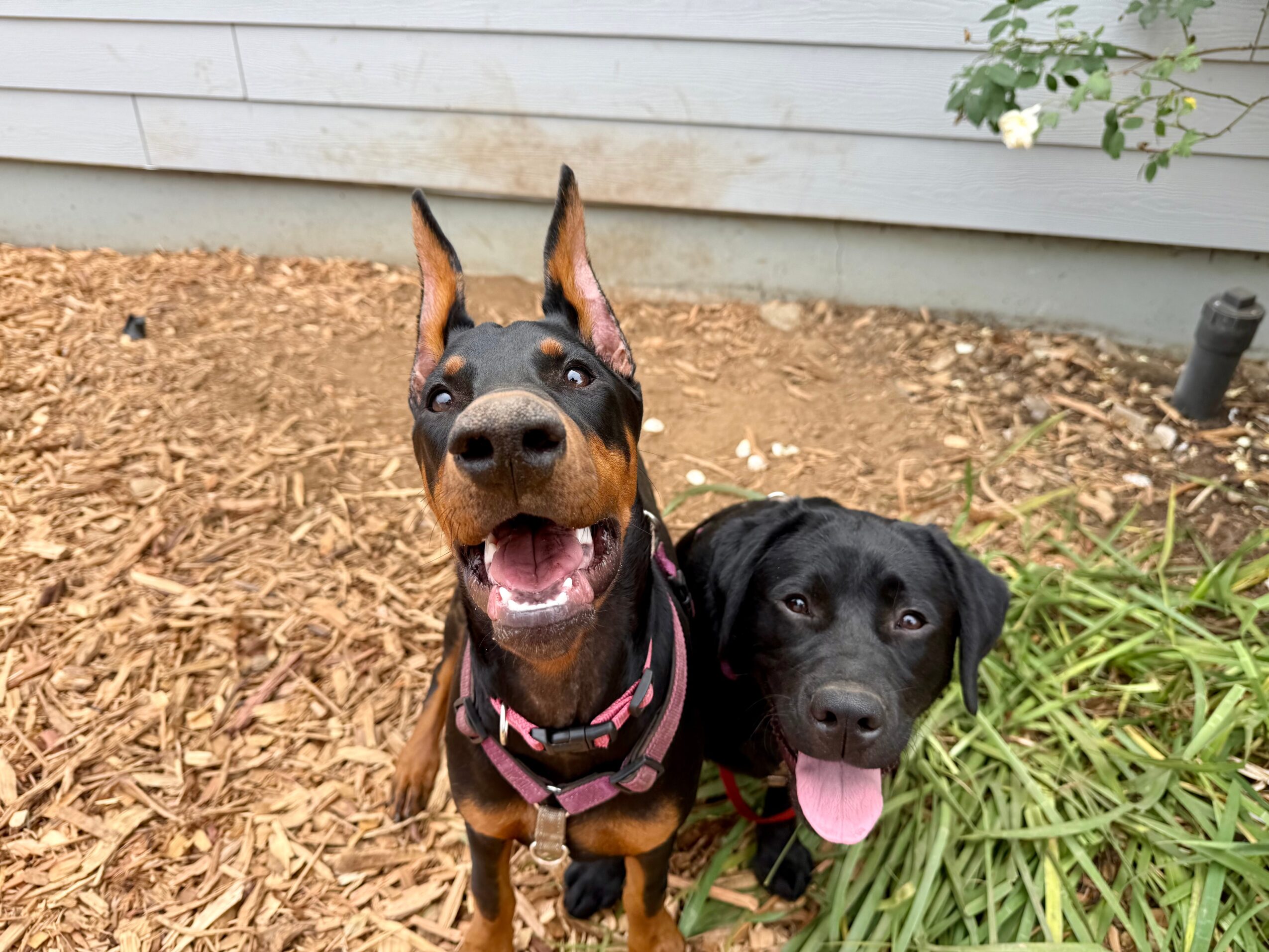 Two dogs sitting outdoors on wood mulch, one with ears up and tongue out, the other with tongue out and ears down.