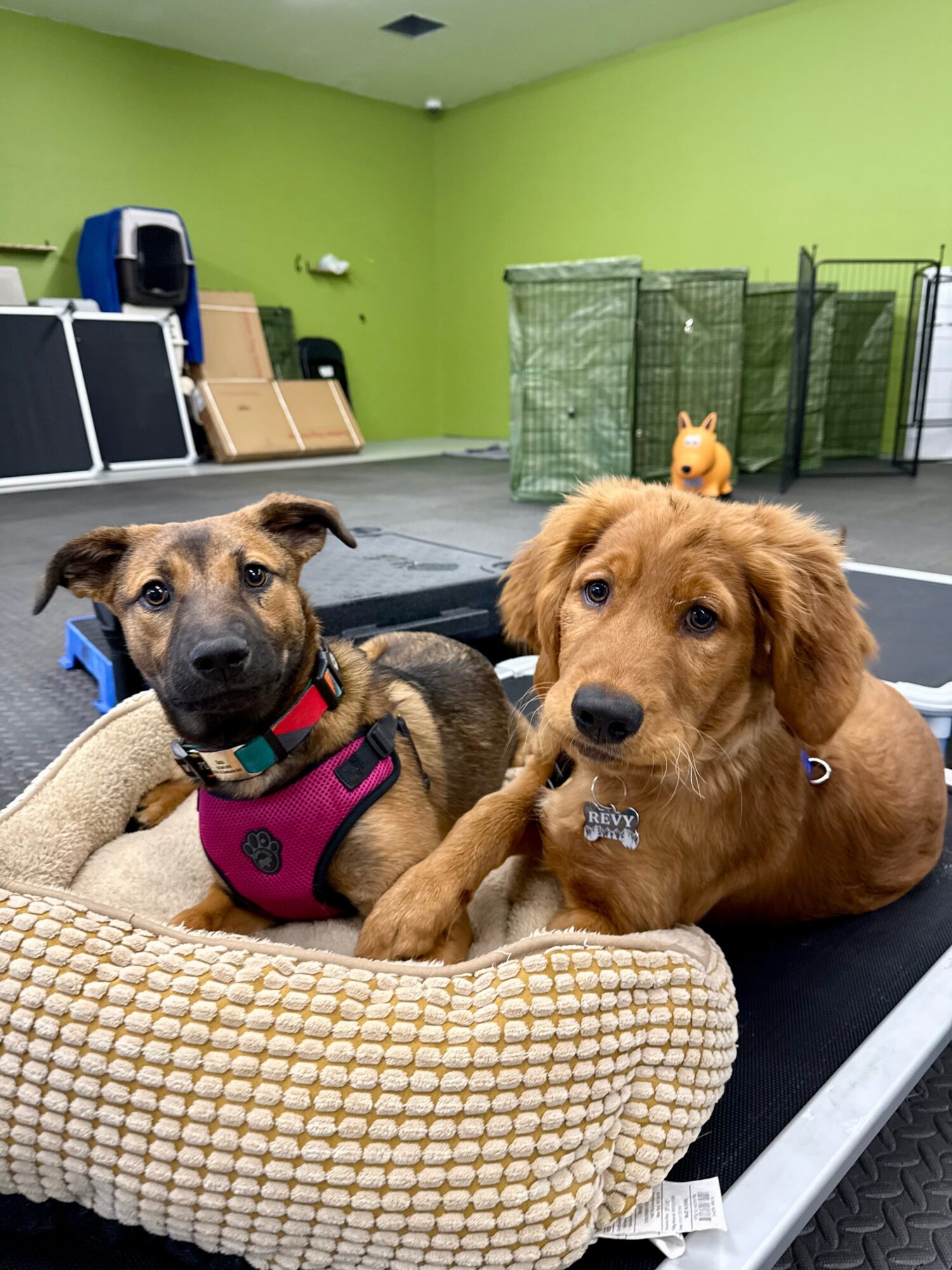 Two puppies lying on a cushioned bed in a room with green walls, toys, and pet enclosures in the background.