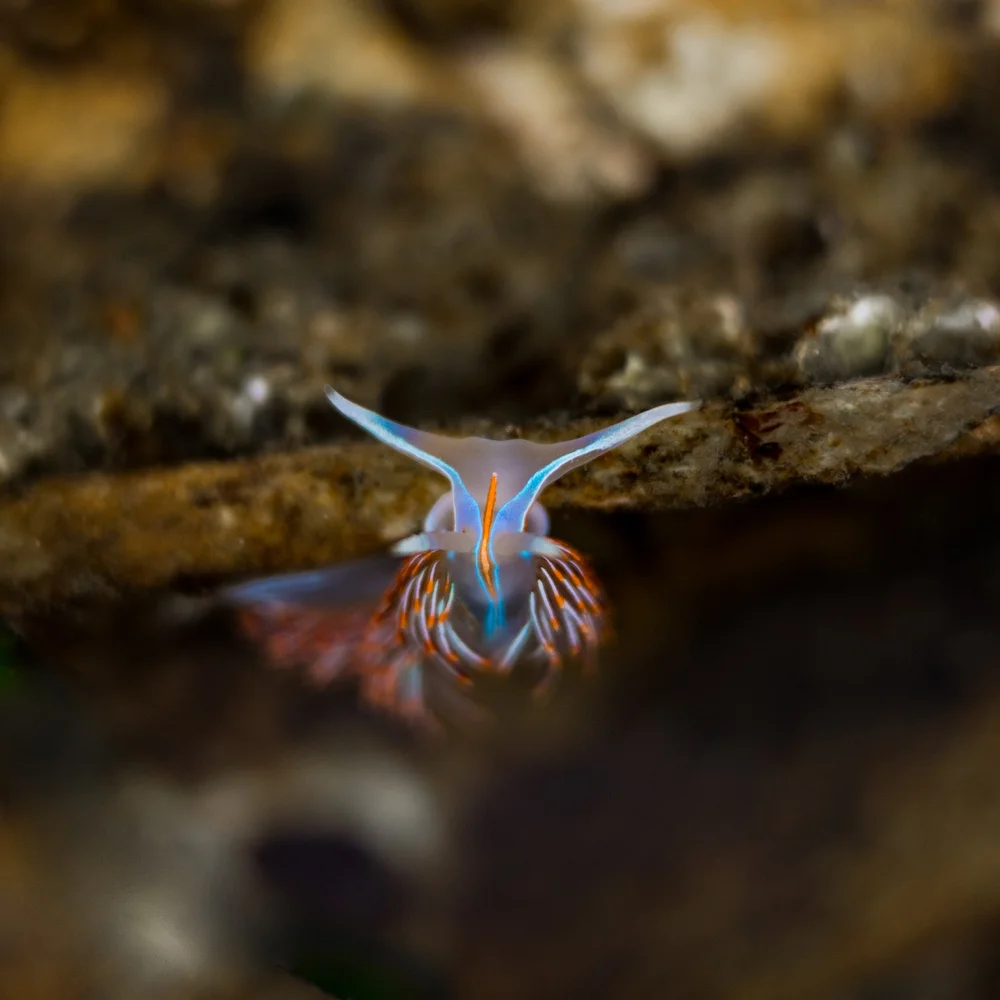 Small marine creature with blue and orange colors peeking out from water near rocks.