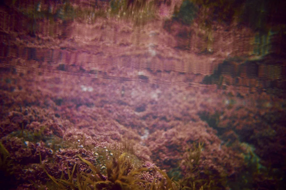 Uphill view of a landscape with pink and purple vegetation, possibly a canyon or hillside, seen from below.